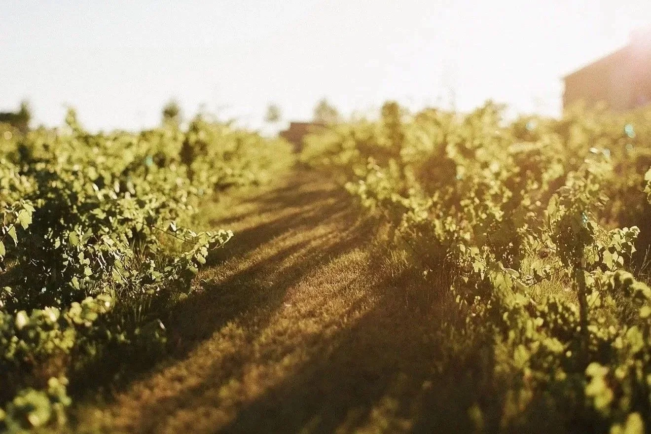 Sunlit rows of green vineyard plants along a grassy dirt path
