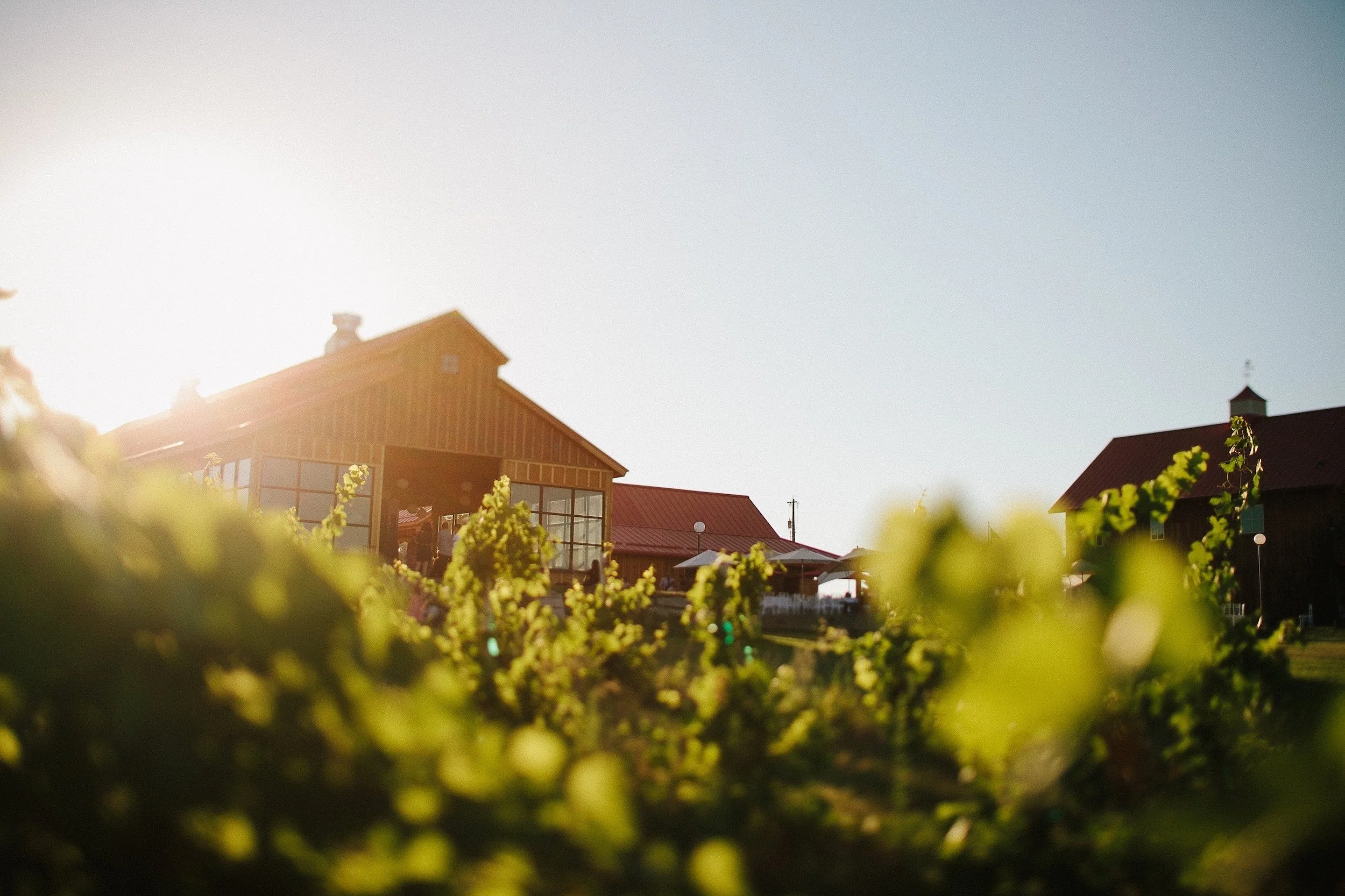 Sunset view of a barn with a red roof, vineyards, and a clear sky.