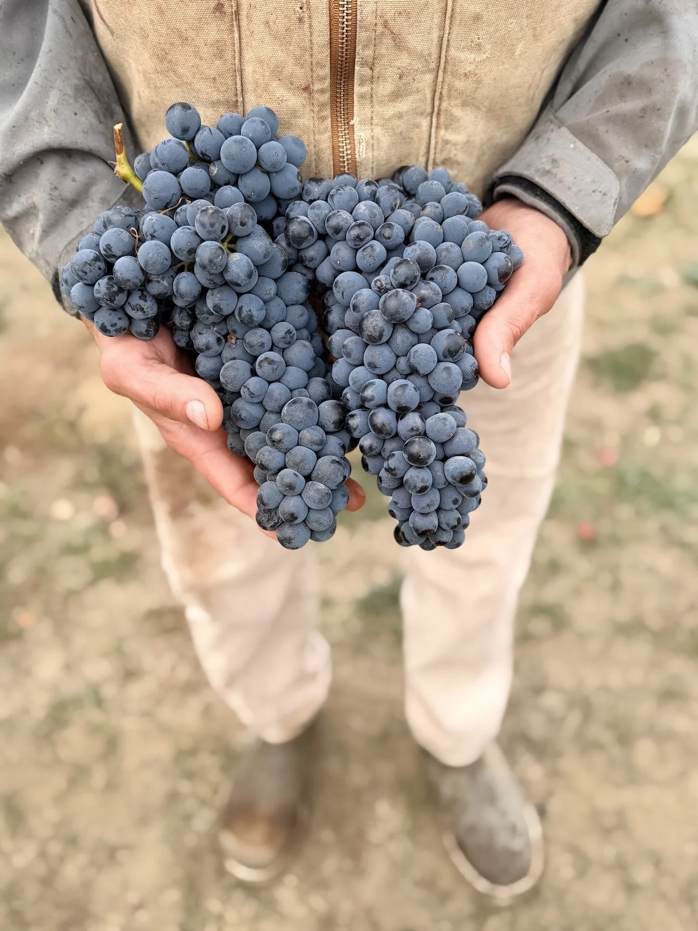 Man holding a cluster of dark purple wine grapes outdoors, wearing a beige jacket with a zipper and beige pants.