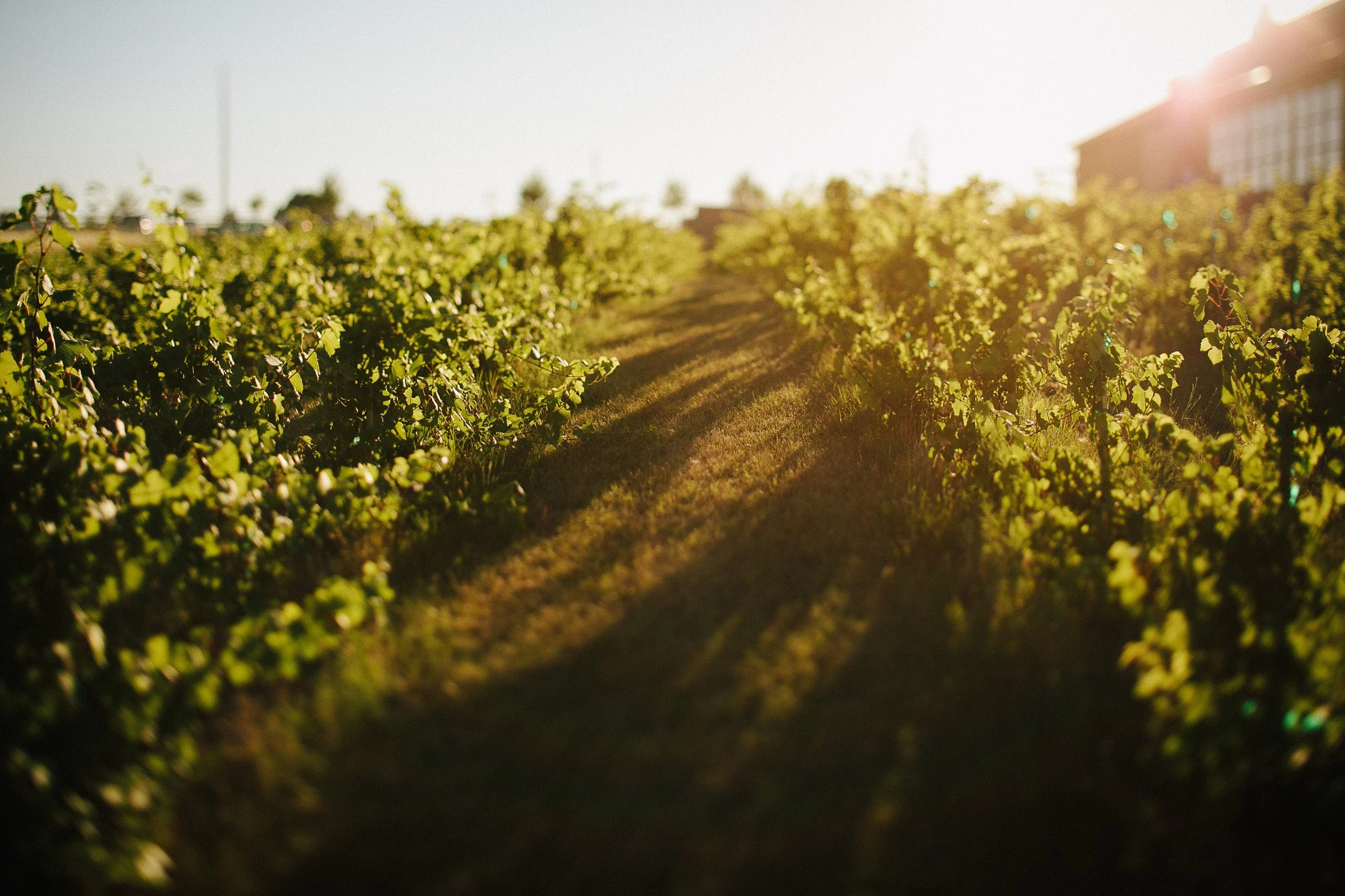 Sunlit vineyard rows with a grassy path and farmhouse in the background
