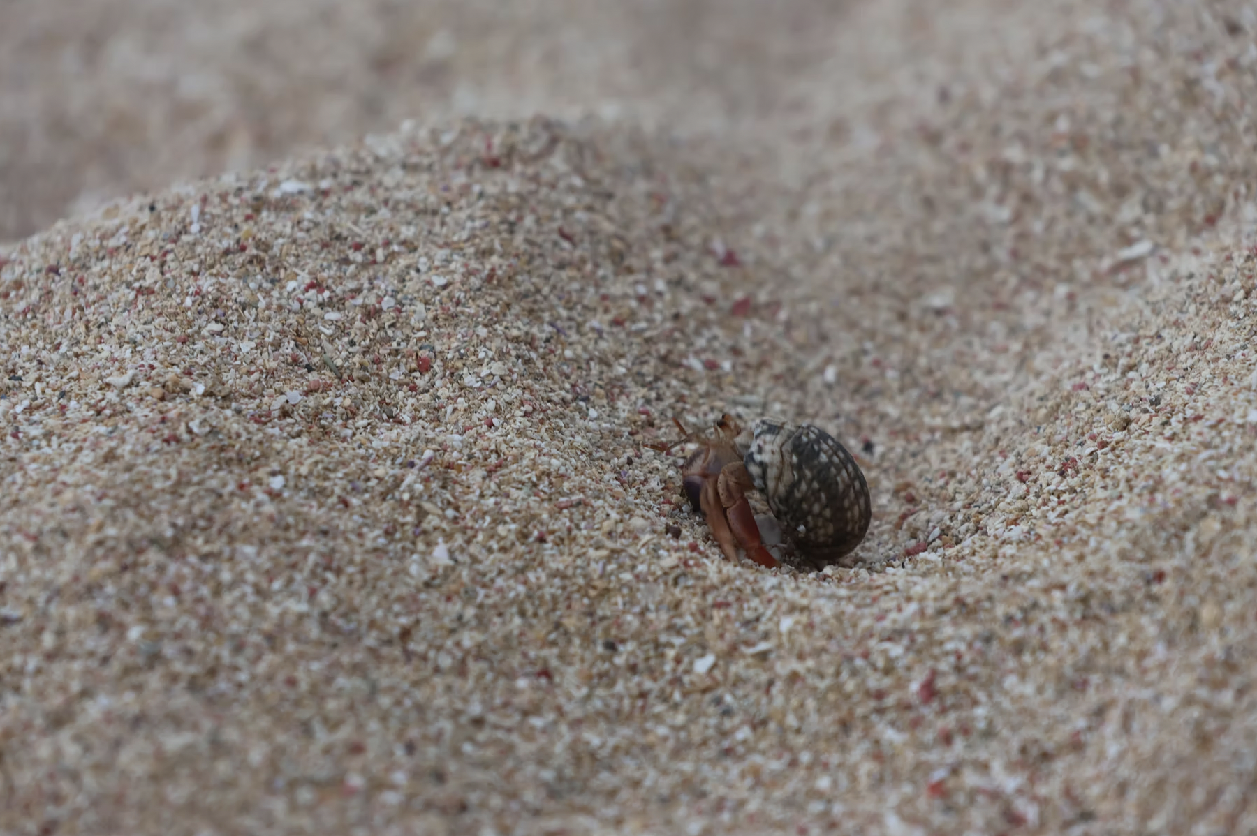 Screenshot 2025-10-23 at 9.56.14 PM.png