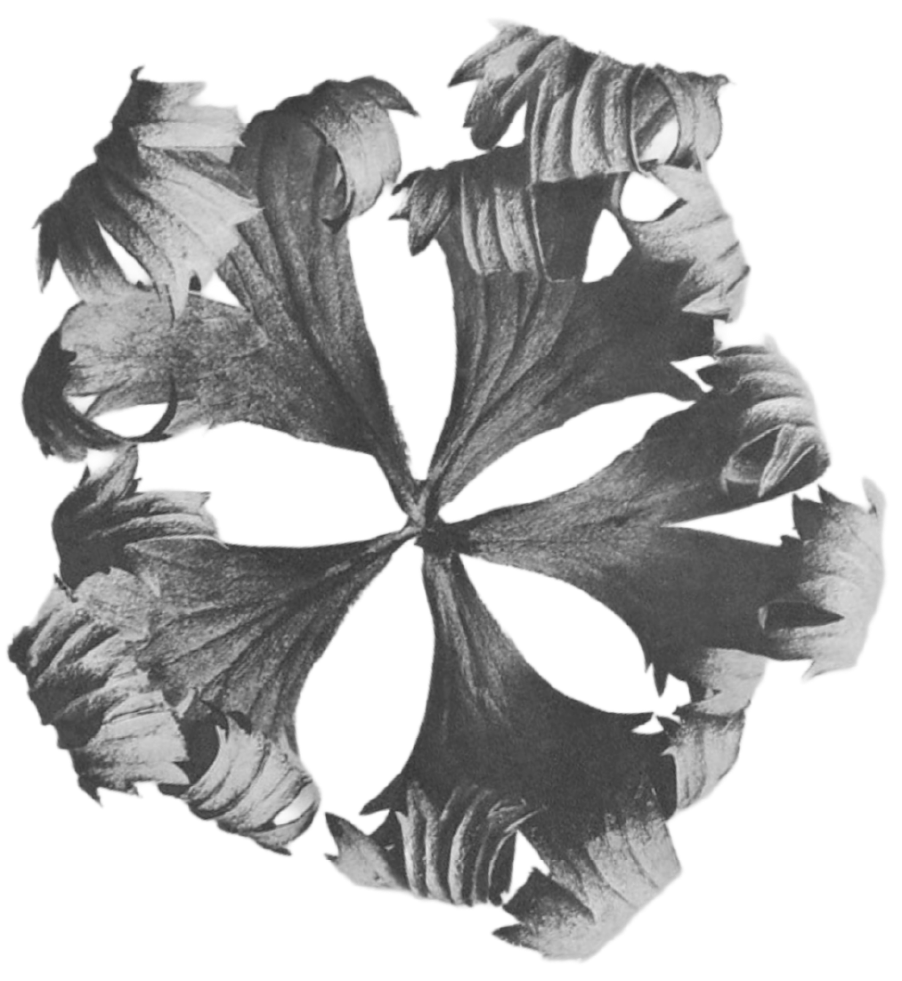 Black and white photo of a dried flower.