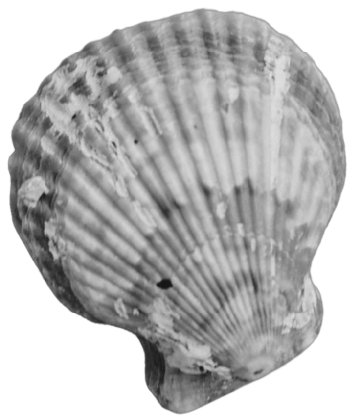 Black and white photo of a seashell, showing its ridged surface and curved shape.