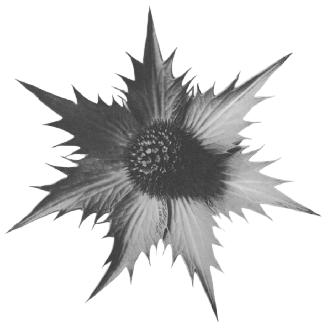 Black and white photo of a star-shaped flower with pointed petals and a dense center.
