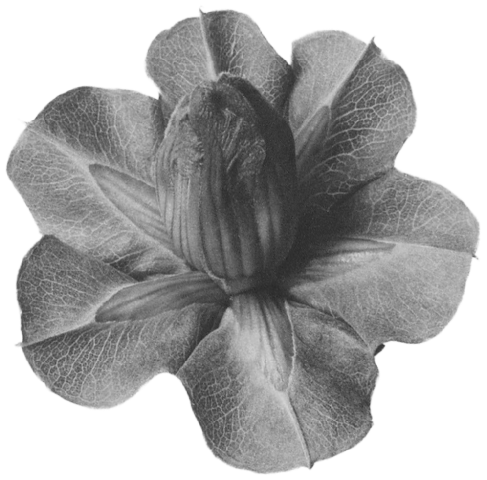 Black and white photo of a flower with large petals and detailed texture.