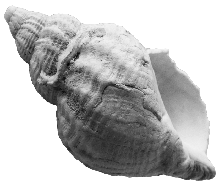 Close-up of a seashell with intricate ridges and textures, isolated on a dark background.