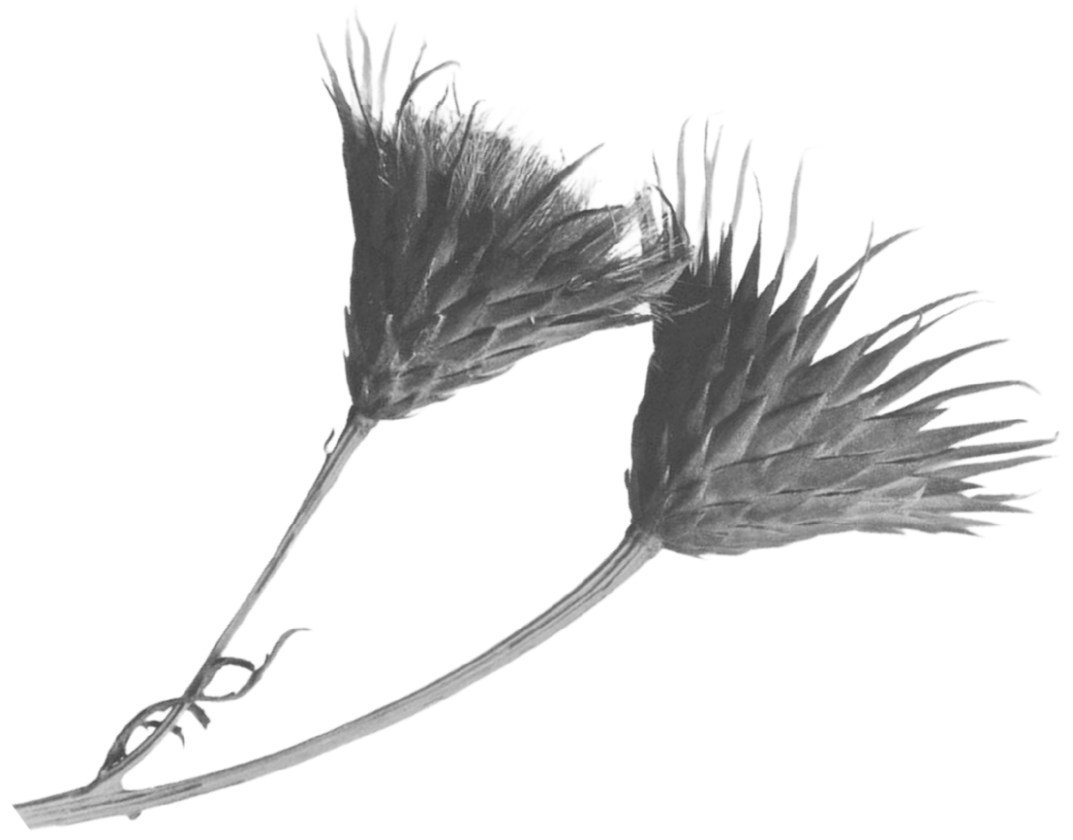 Black and white photo of two dried flowers with spiky petals and long stems