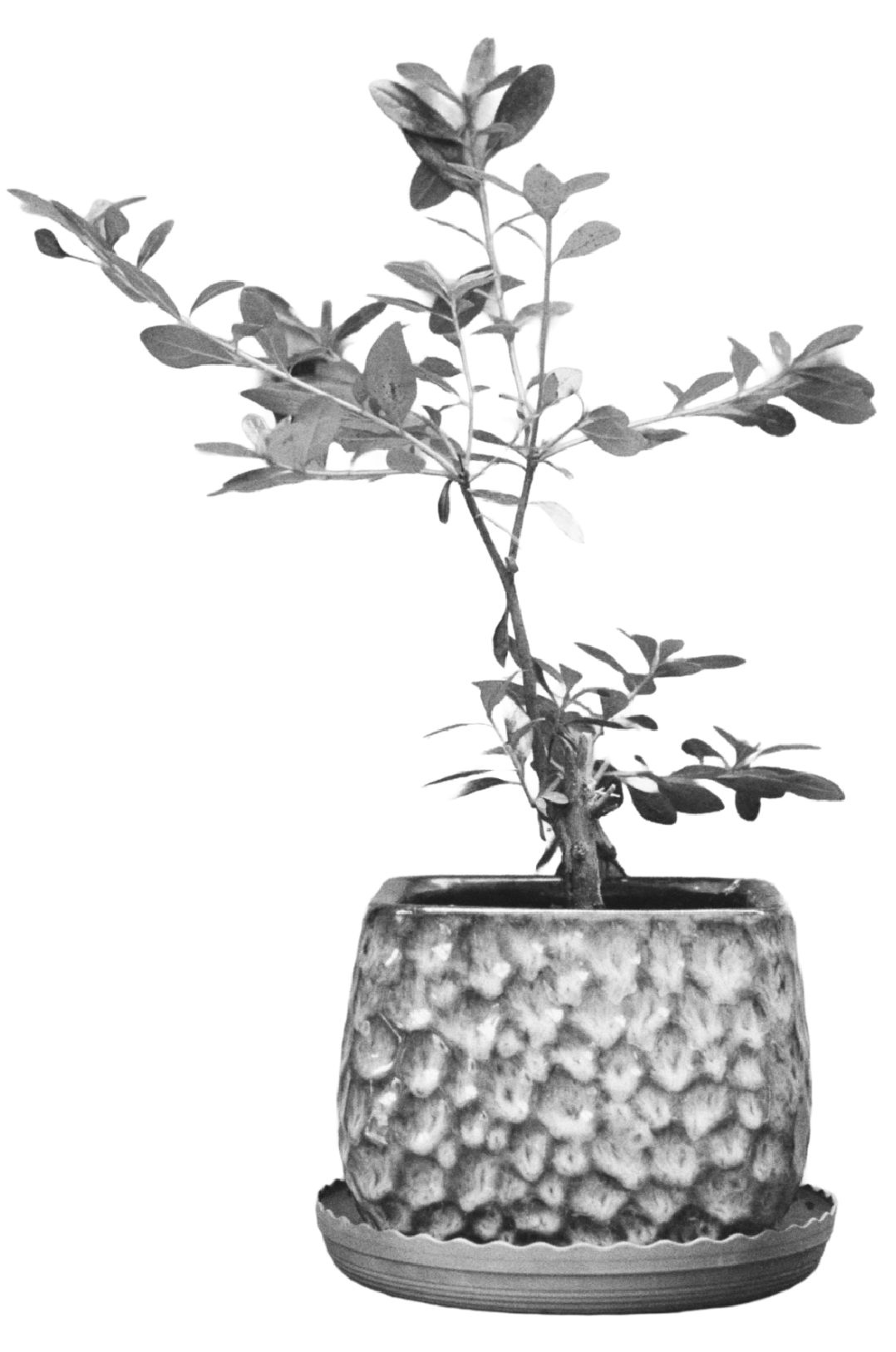 A potted plant with multiple branches and oval-shaped leaves in a textured ceramic pot.