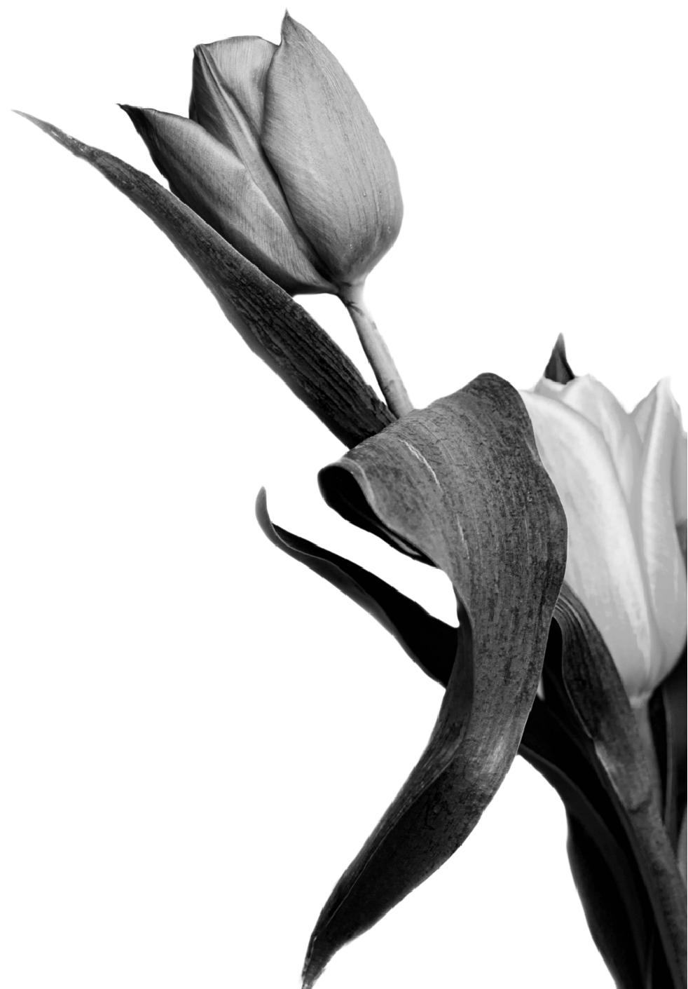 Black and white photograph of a tulip flower with a single leaf, illustrating intricate textures and contrasts.