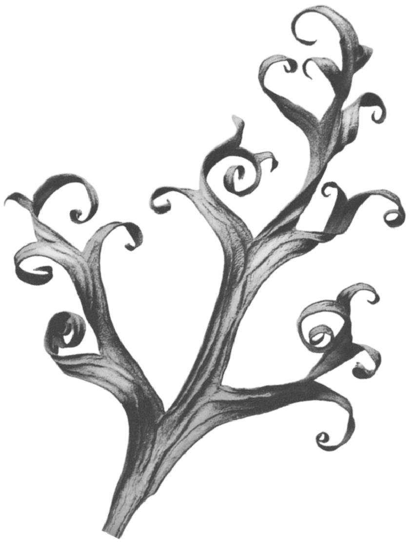 Black and white curly leaf.