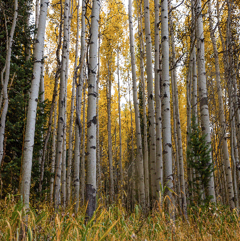 Utah Fun Fact: 🌳 The Trembling Giant