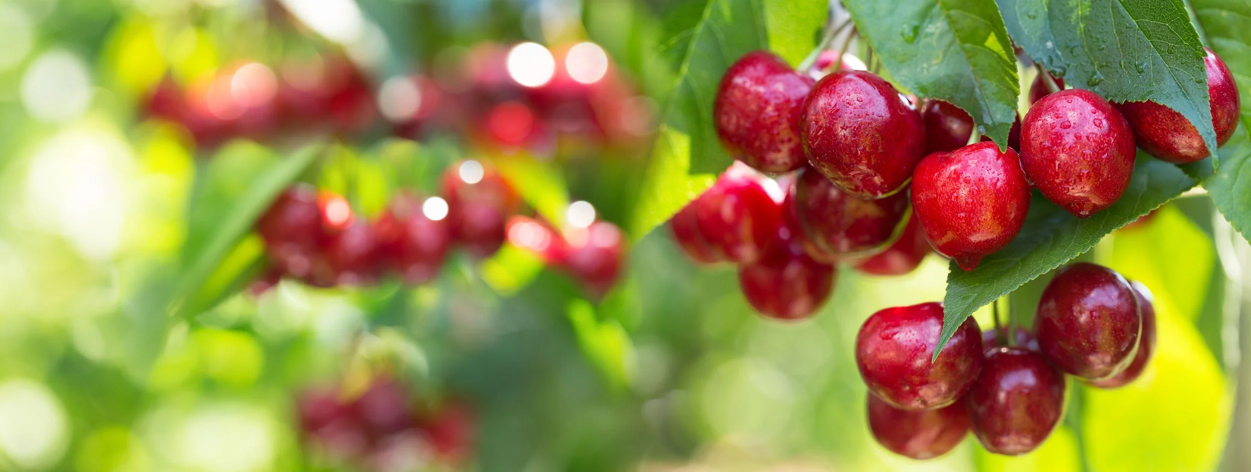 Utah Grows More Tart Cherries Than Almost Anyone on Earth