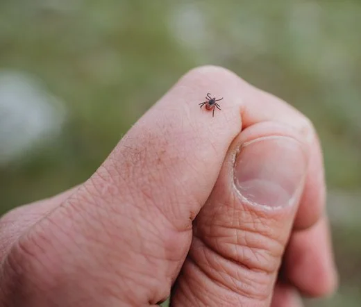 Ticks in the Backyard