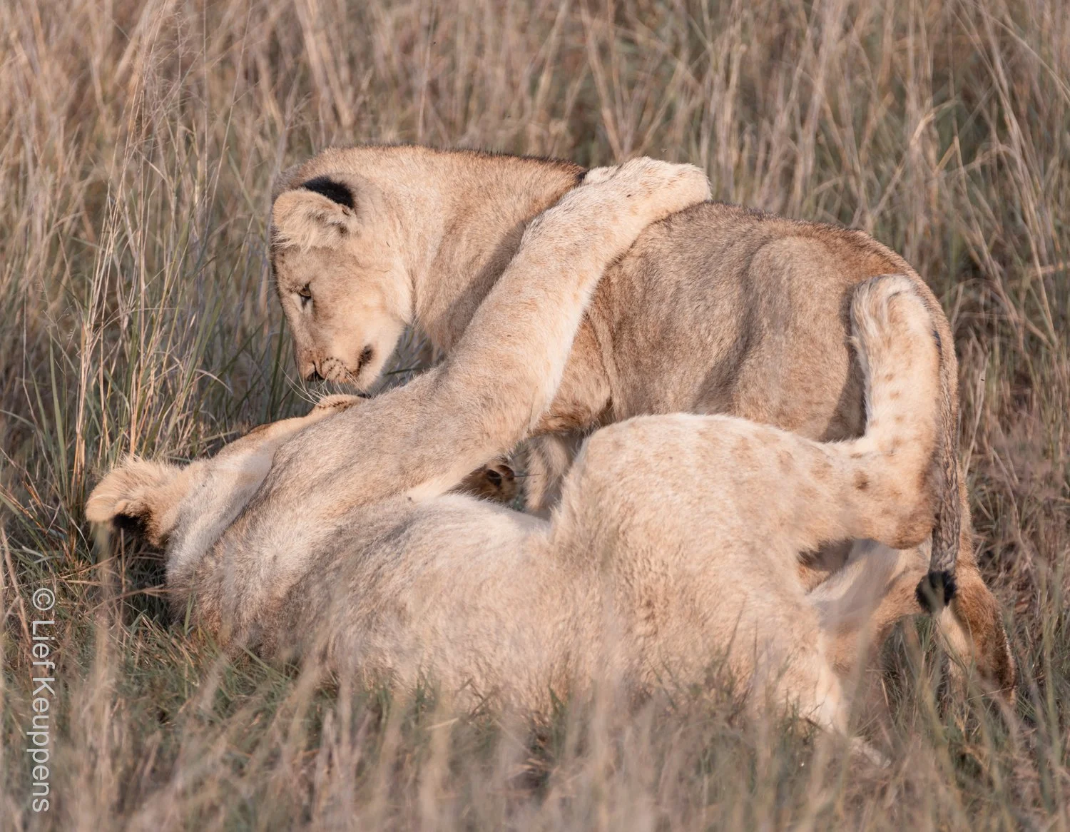Lion Cubs at Play