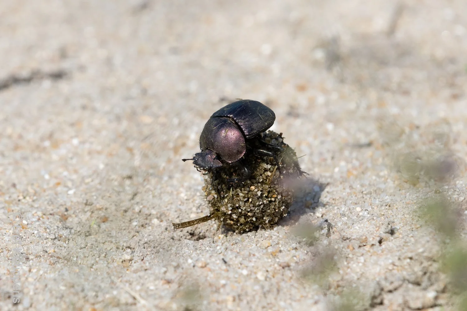 Dung Beetle at Work