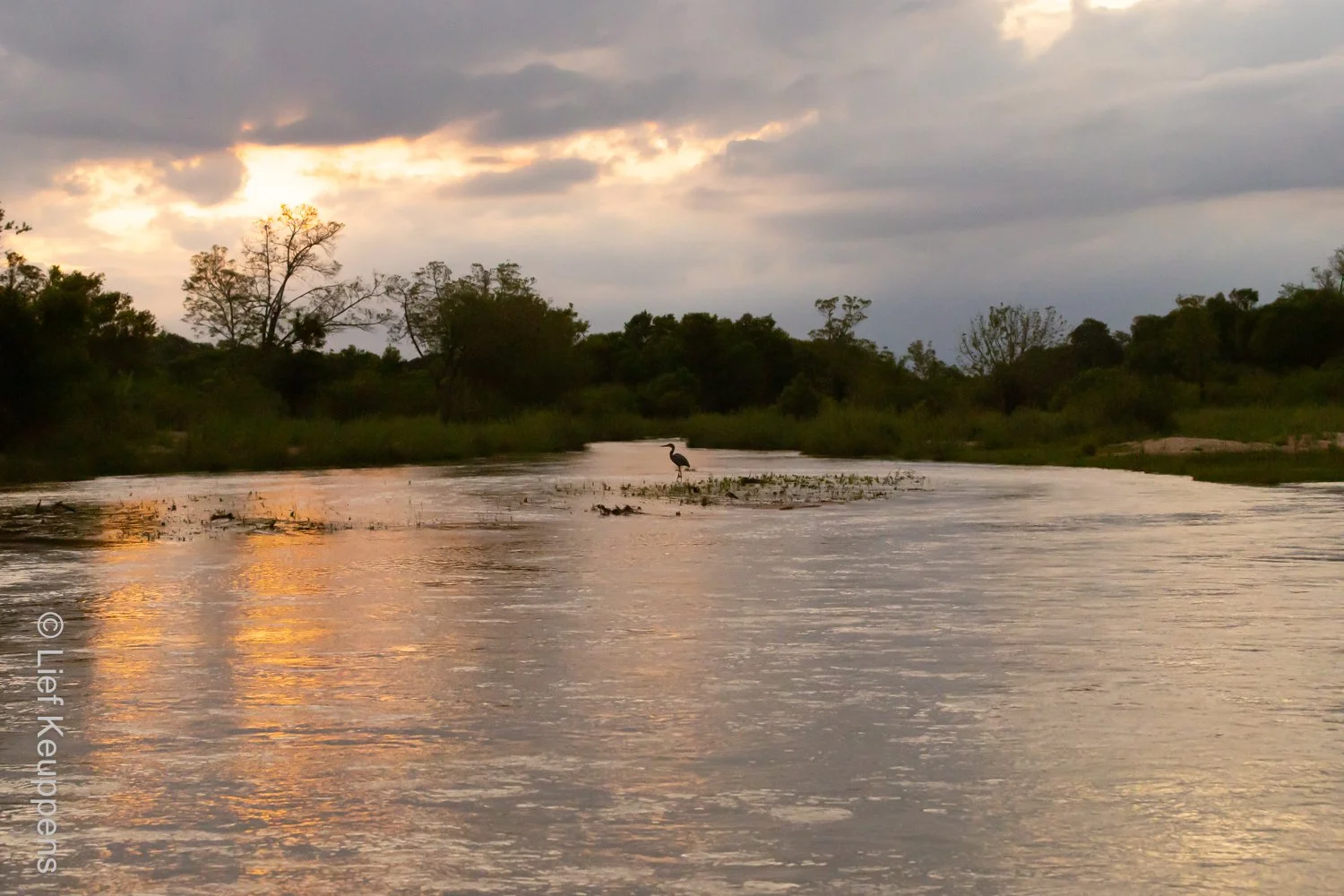 One Bird, Wide River