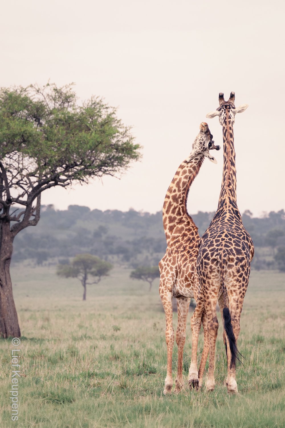 Giraffes, In Trust