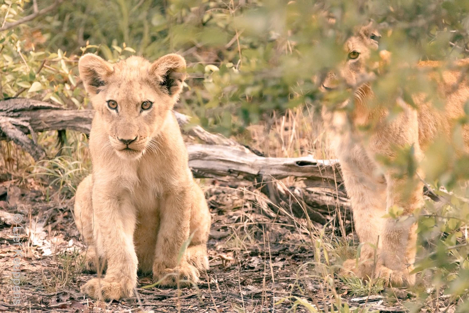 Wildlife