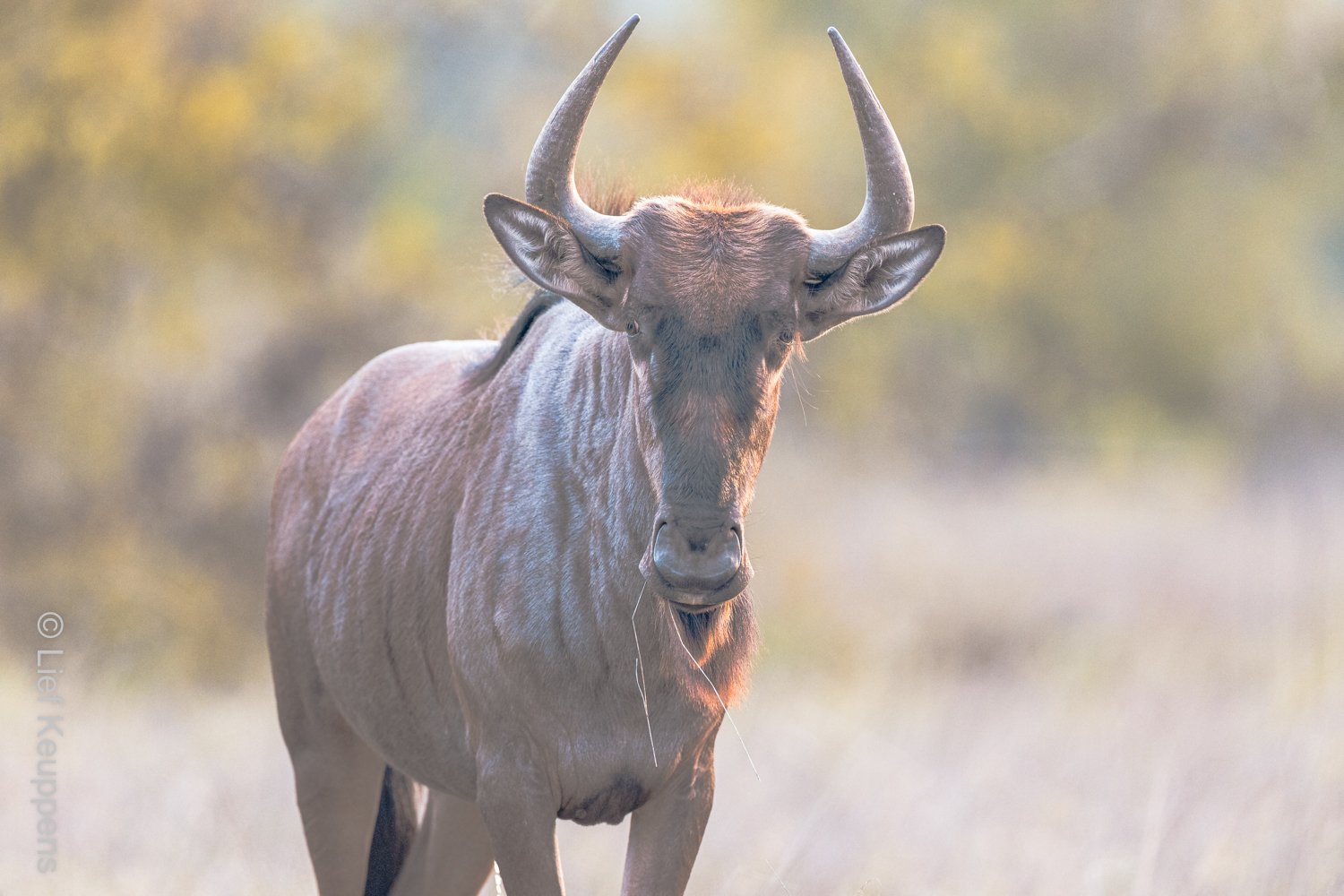 Wildebeest Square On