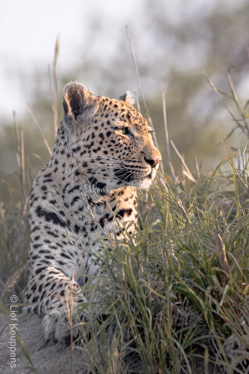 Leopard in Morning Grass
