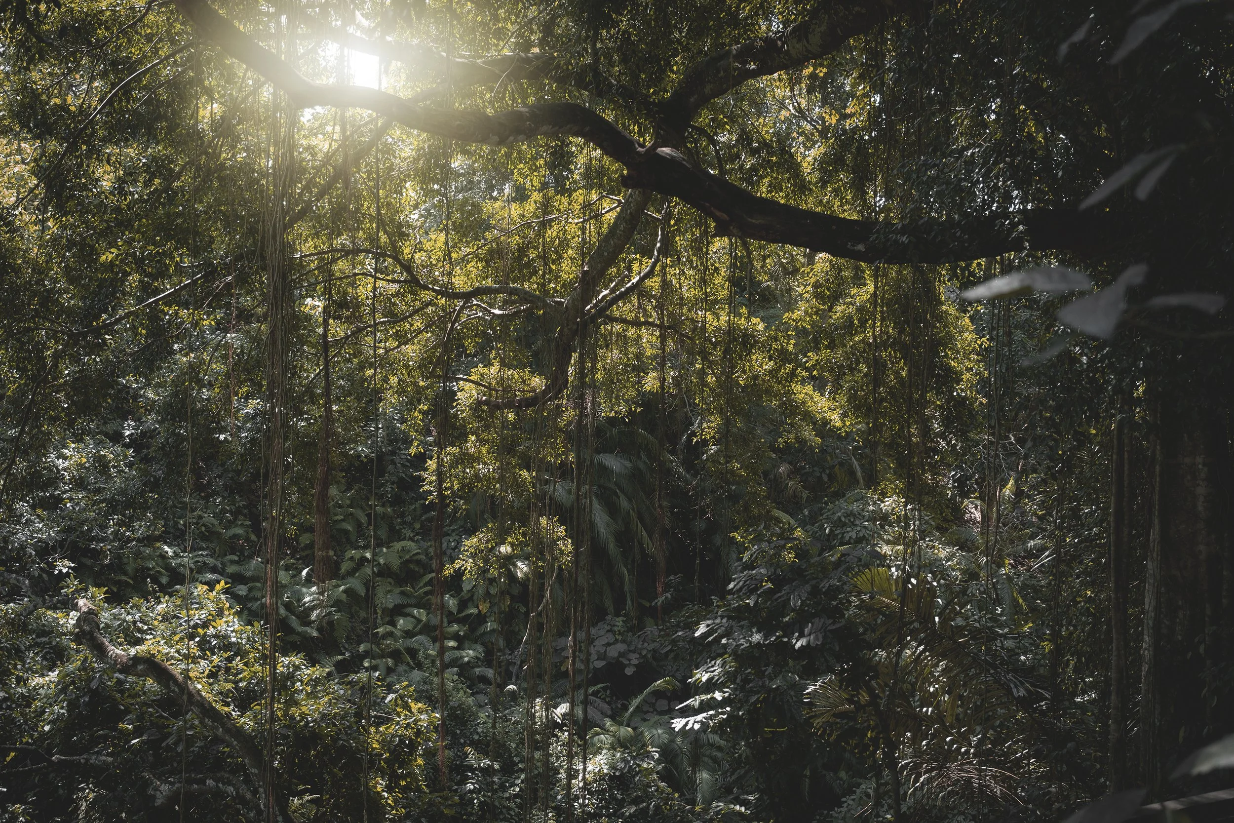 Forêt tropicale dense avec des arbres et des branches, soleil filtrant à travers le feuillage.