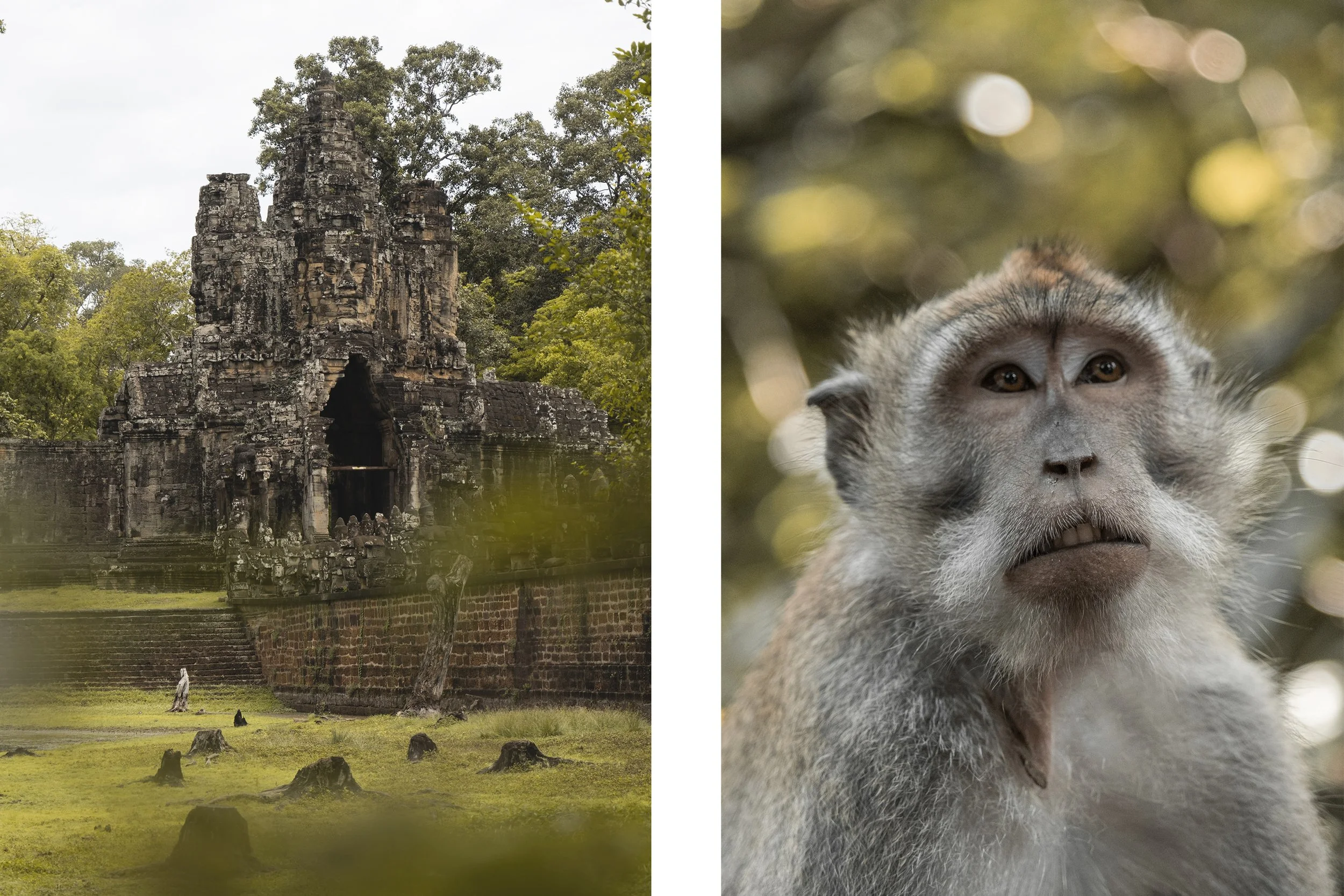 Un site archéologique avec une structure ancienne en pierre, entourée d'arbres, à gauche ; un gros plan d'un singe avec des traits de singe, face à la caméra, à droite.