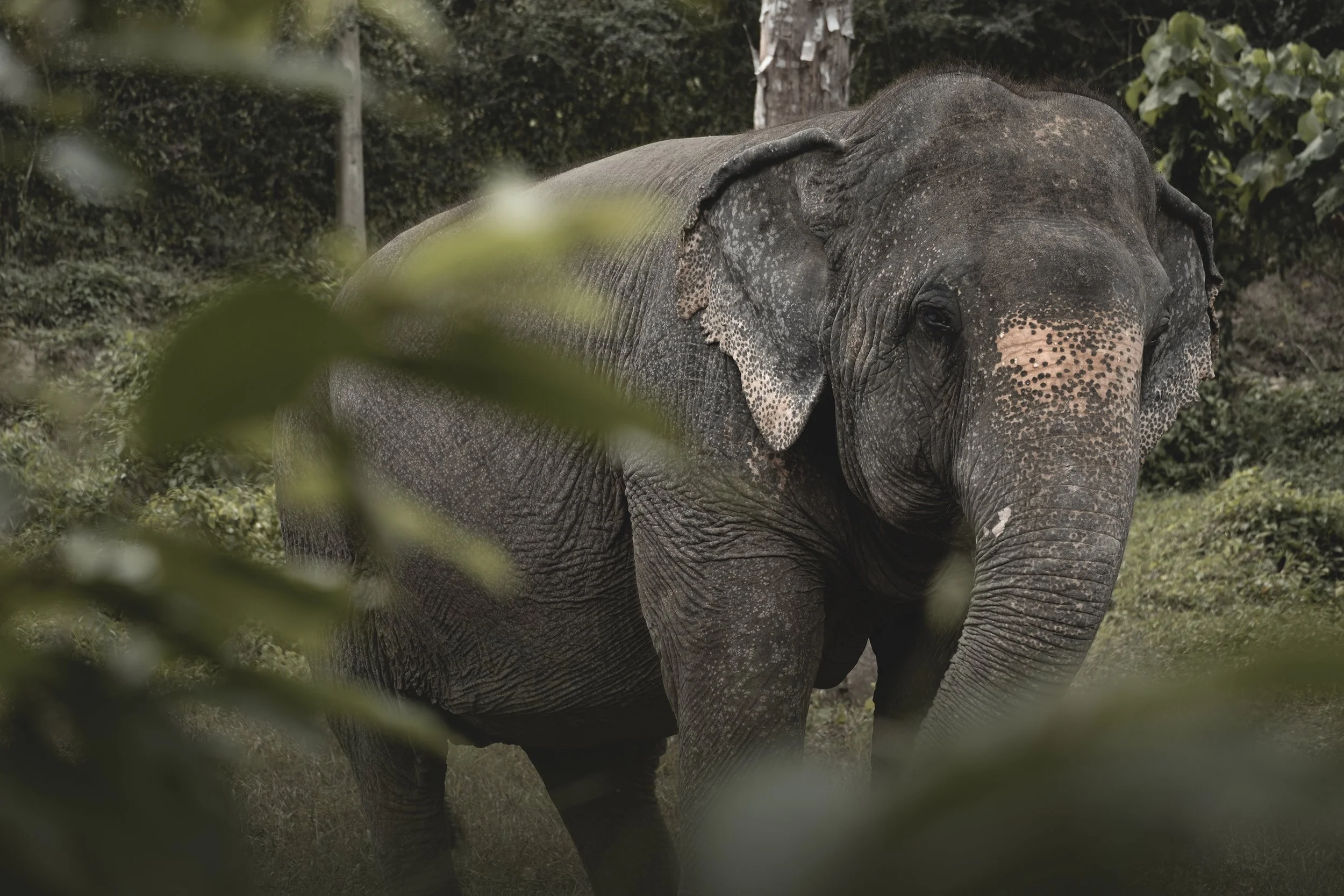 Un éléphant debout dans une forêt, partiellement caché par des feuilles devant lui.