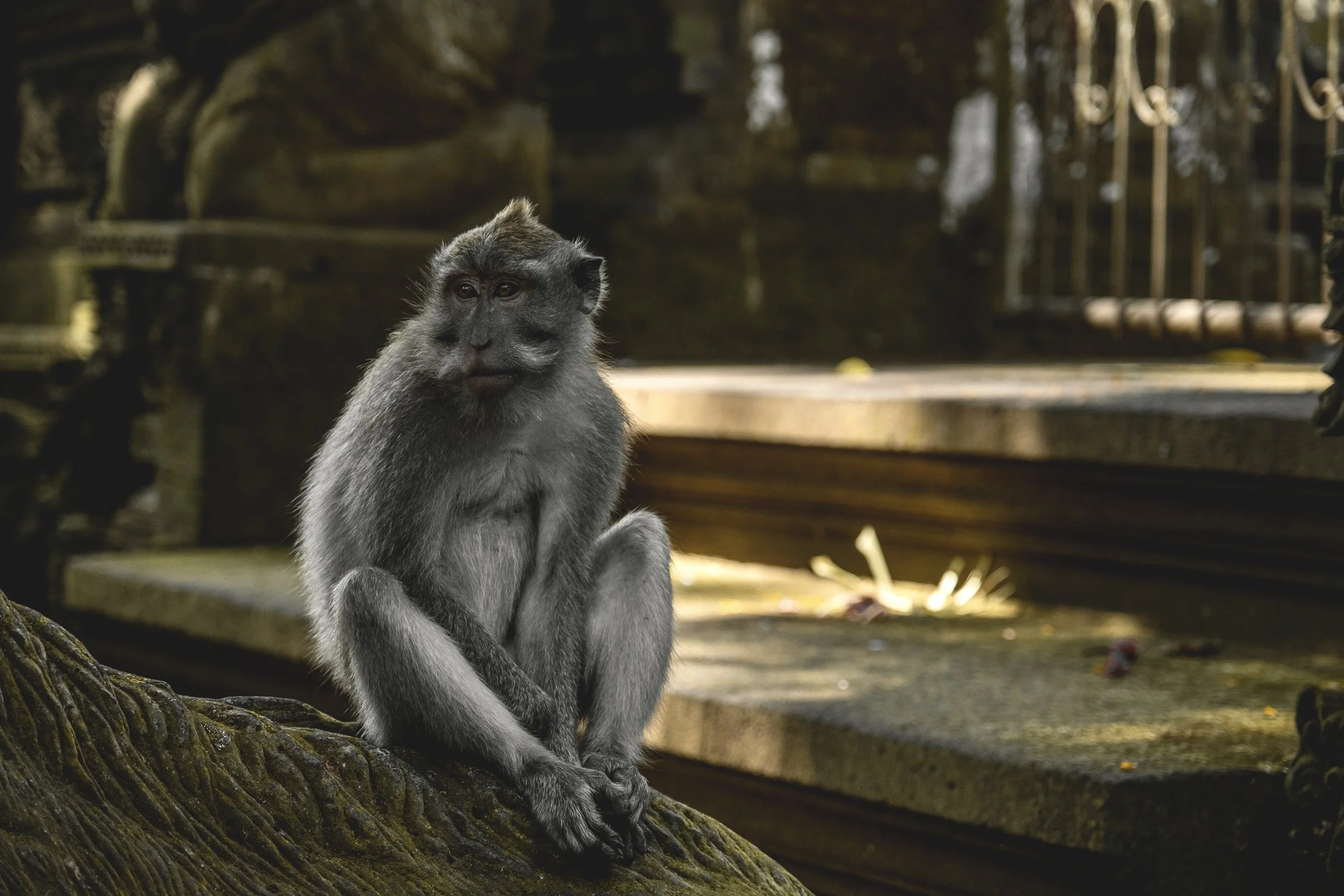 Un singe assis sur un tronc d'arbre dans une zone boisée, regardant doucement vers la gauche.
