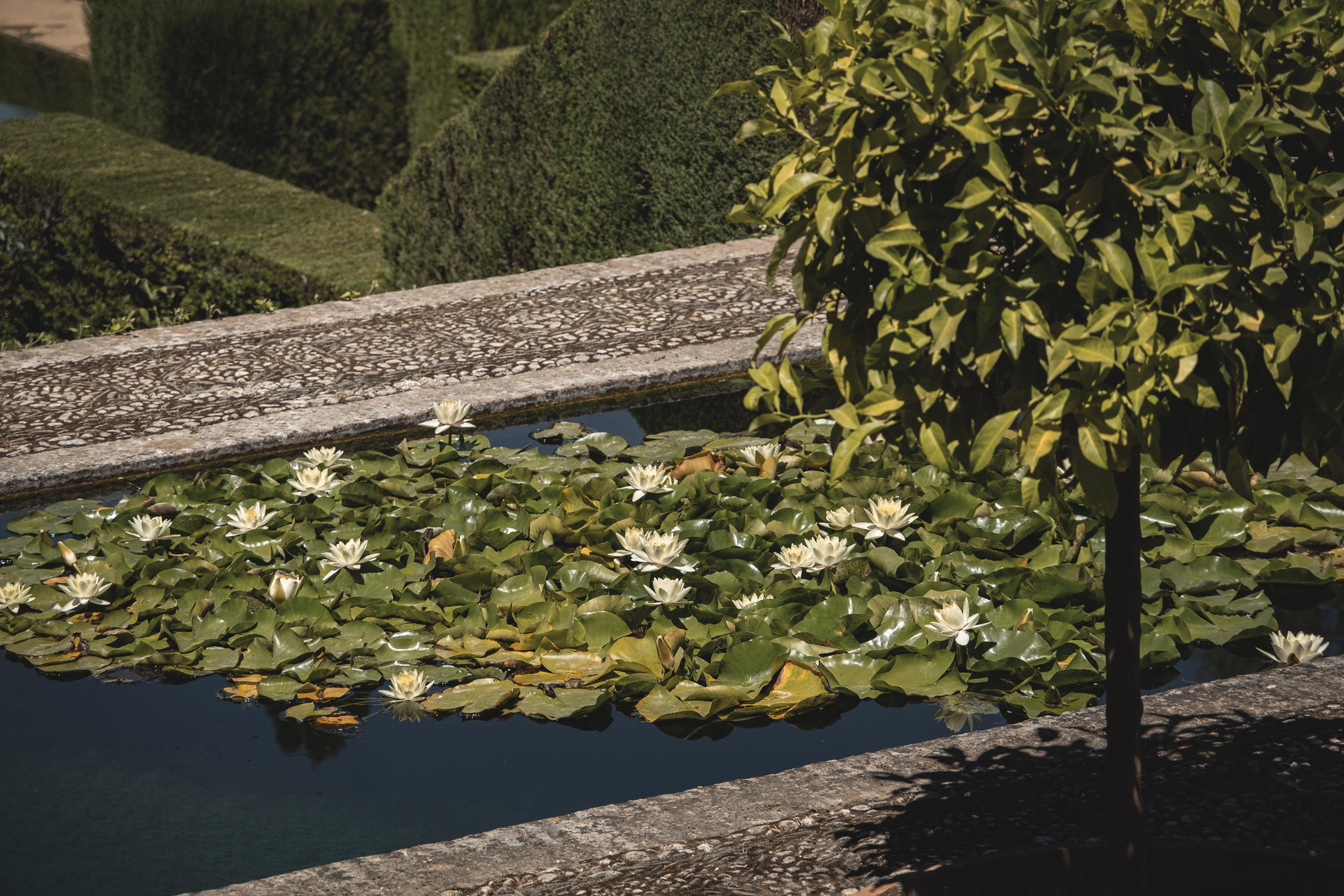 Un bassin avec des lotus blancs et un arbre à côté, entouré de haies bien taillées.