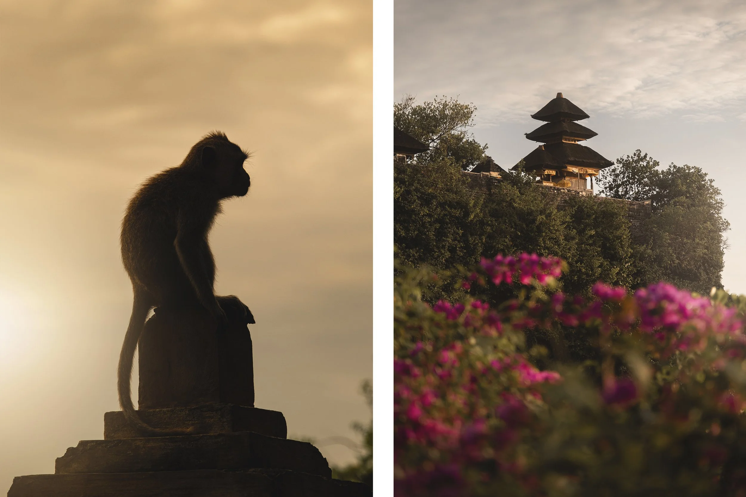 Un singe assis sur une structure en pierre, silhouette contre le ciel, à gauche. Un temple traditionnel avec des toits en pagode et des fleurs roses en premier plan à droite.