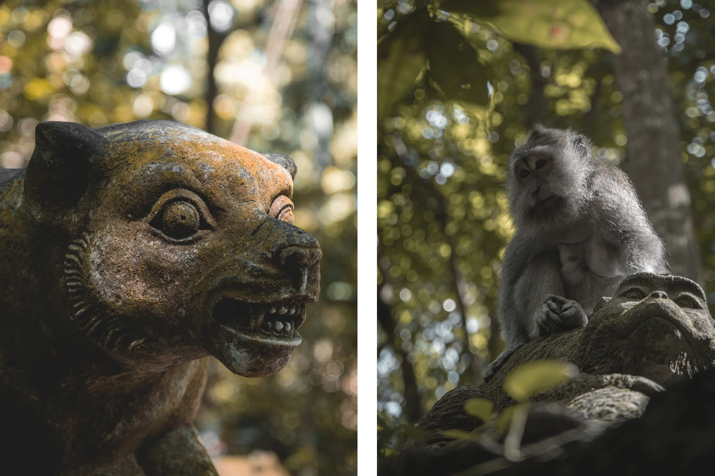 Statue de lion en pierre sur la gauche, singe assis sur un rocher dans un environnement forestier sur la droite.