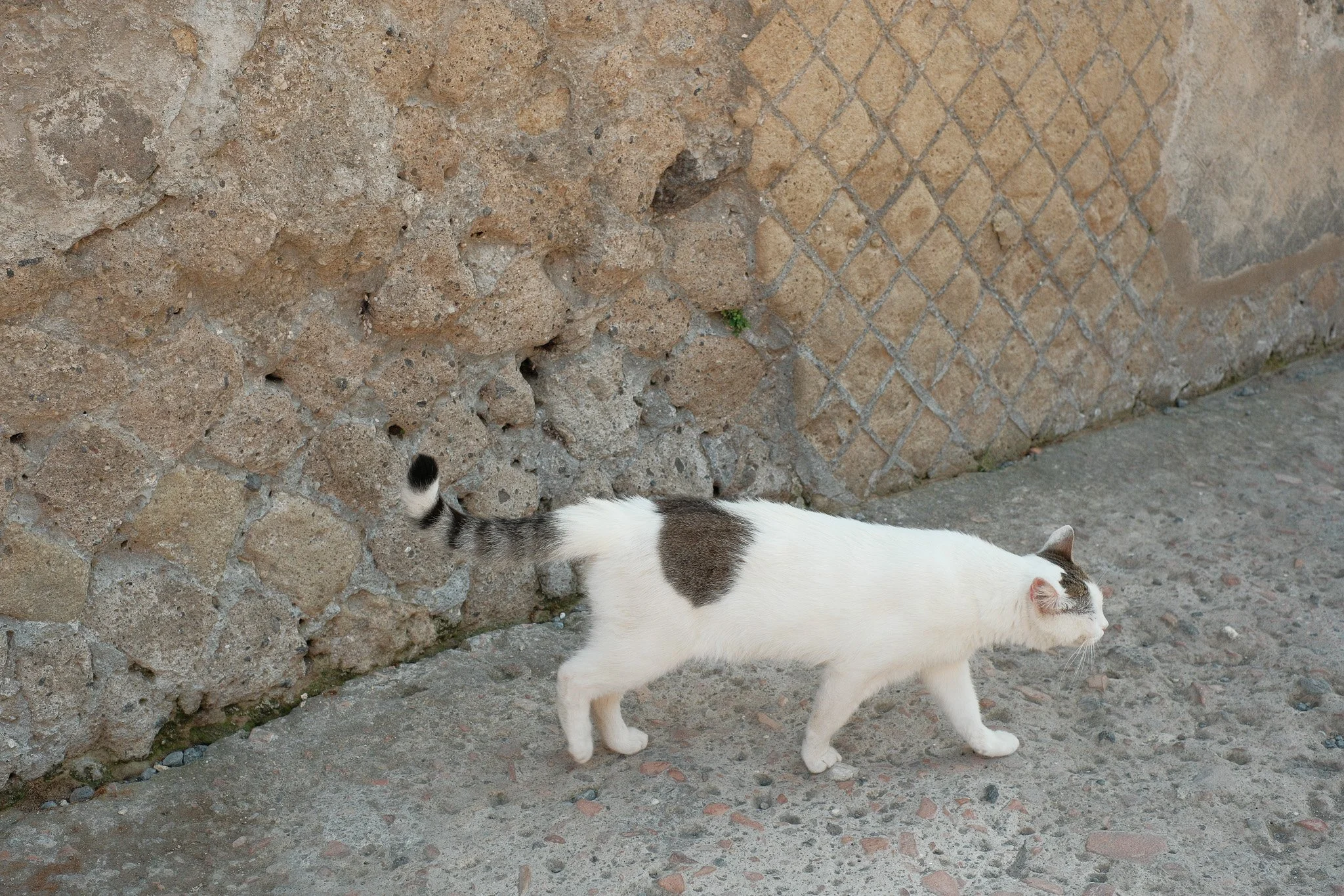 Cats!