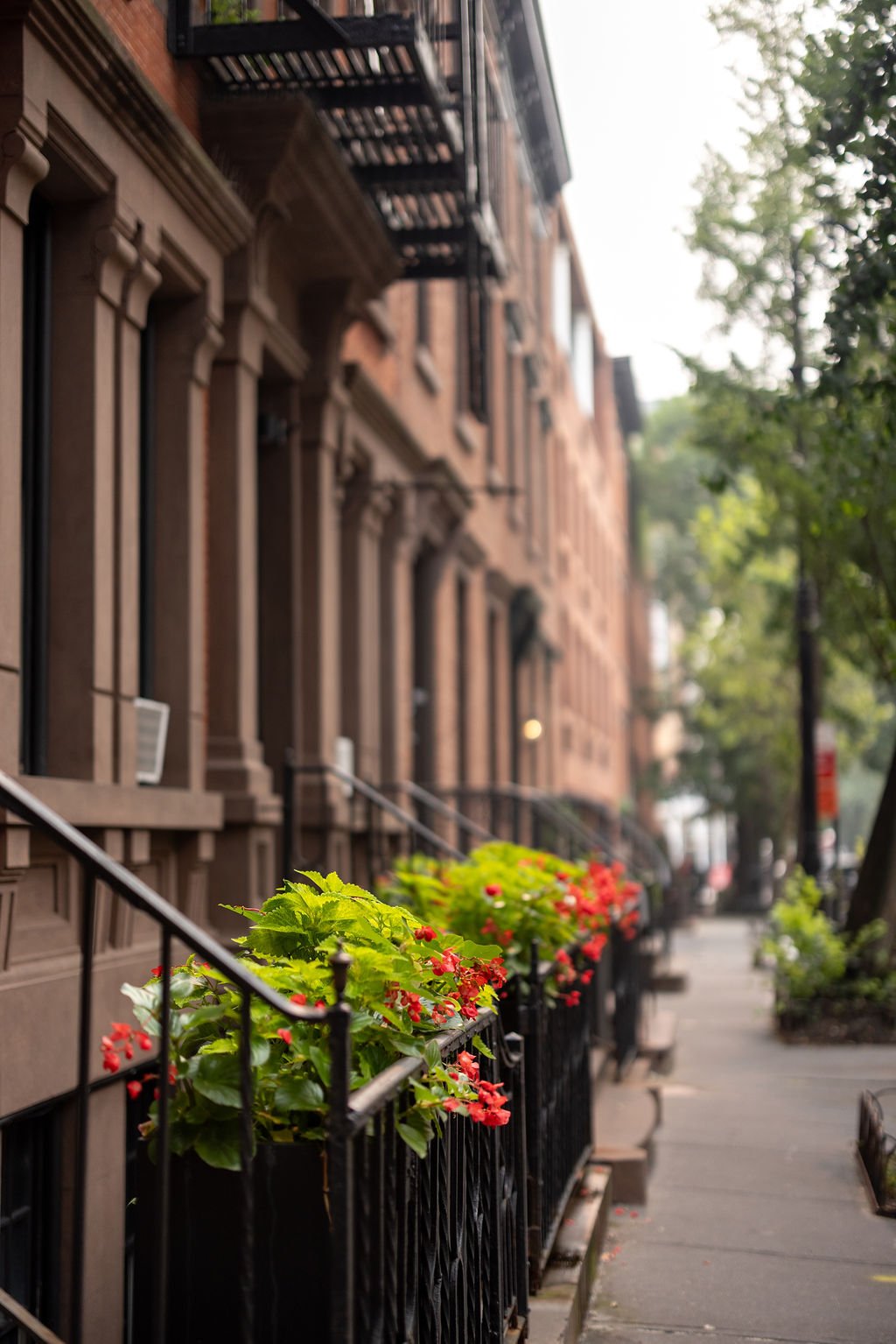 Close-up of a black metal fence with potted plants containing green foliage and red flowers, along a sidewalk in front of brownstone buildings with fire escapes and trees in the background.