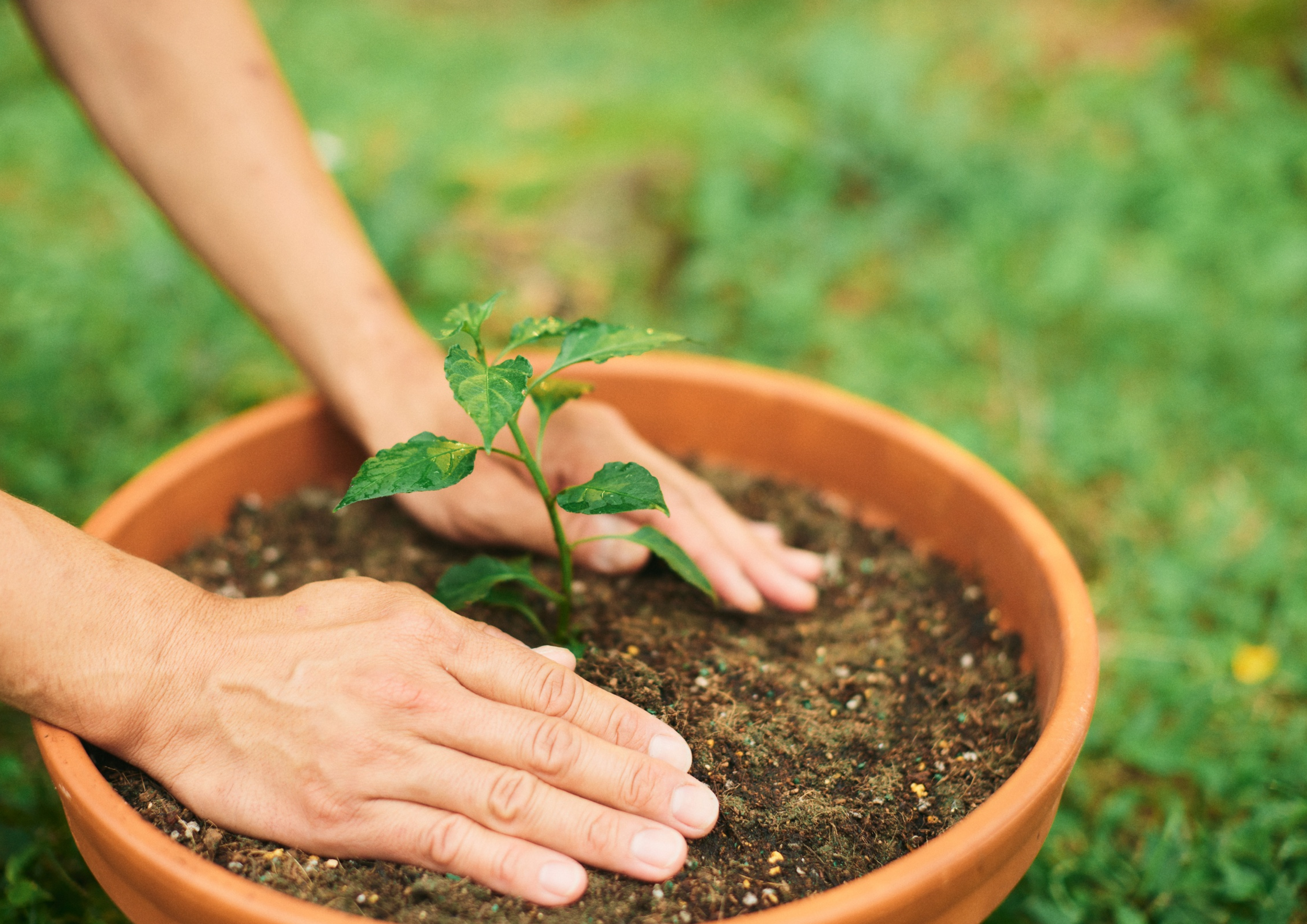 A person planting a young green seedling in a large terracotta pot with dark soil, outdoors on grass.