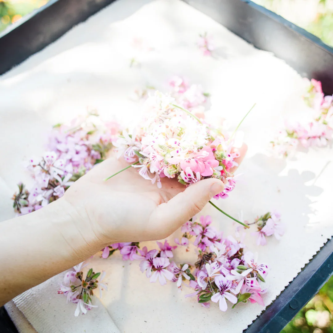 Rose geranium hydrosol farm 3.webp