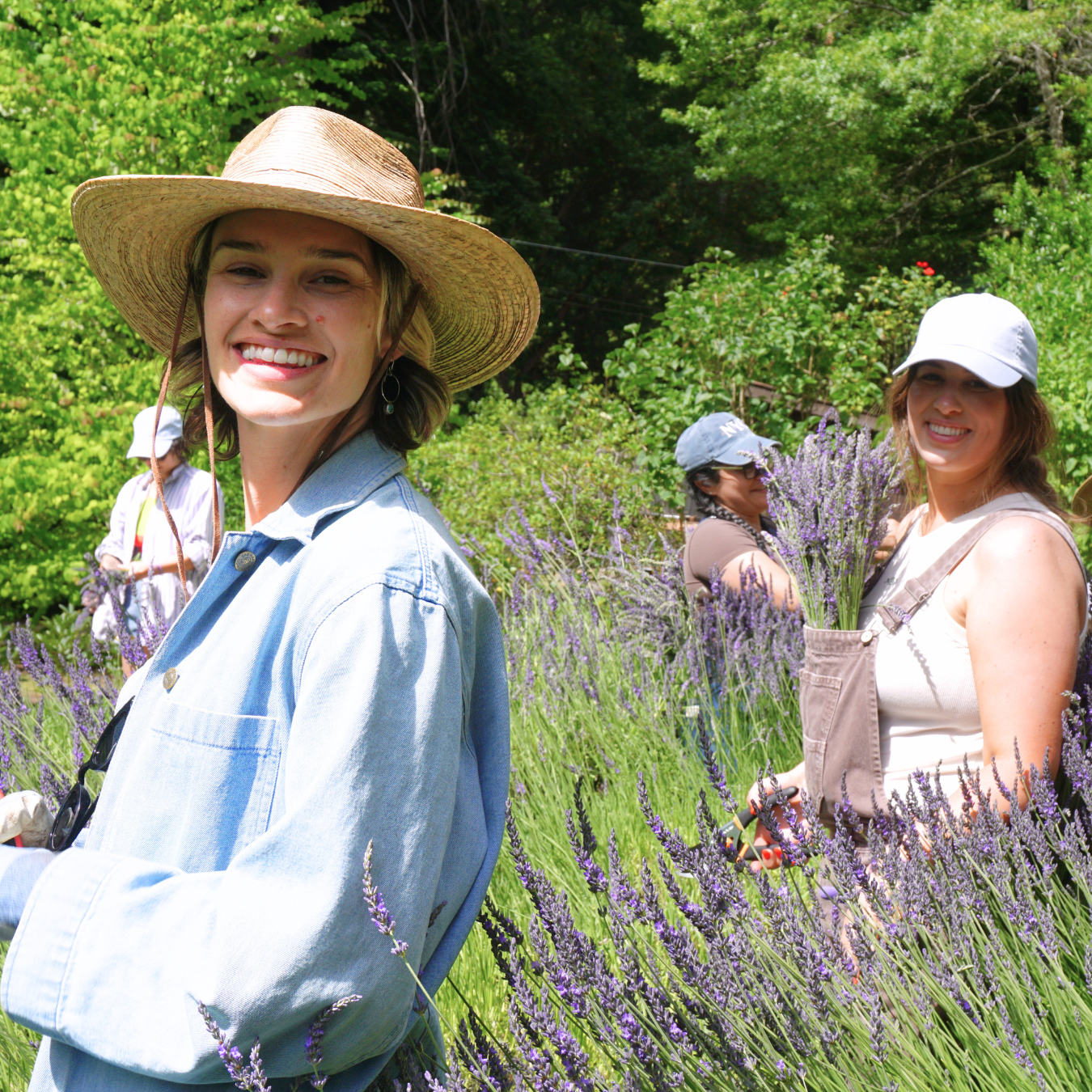 Lavender harvest (3).png