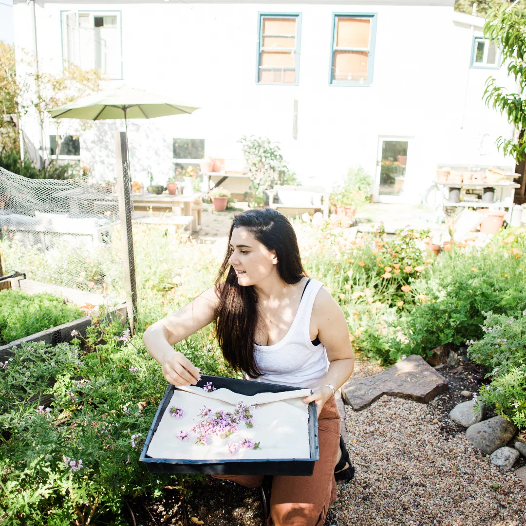 Rose geranium hydrosol farm 1.webp