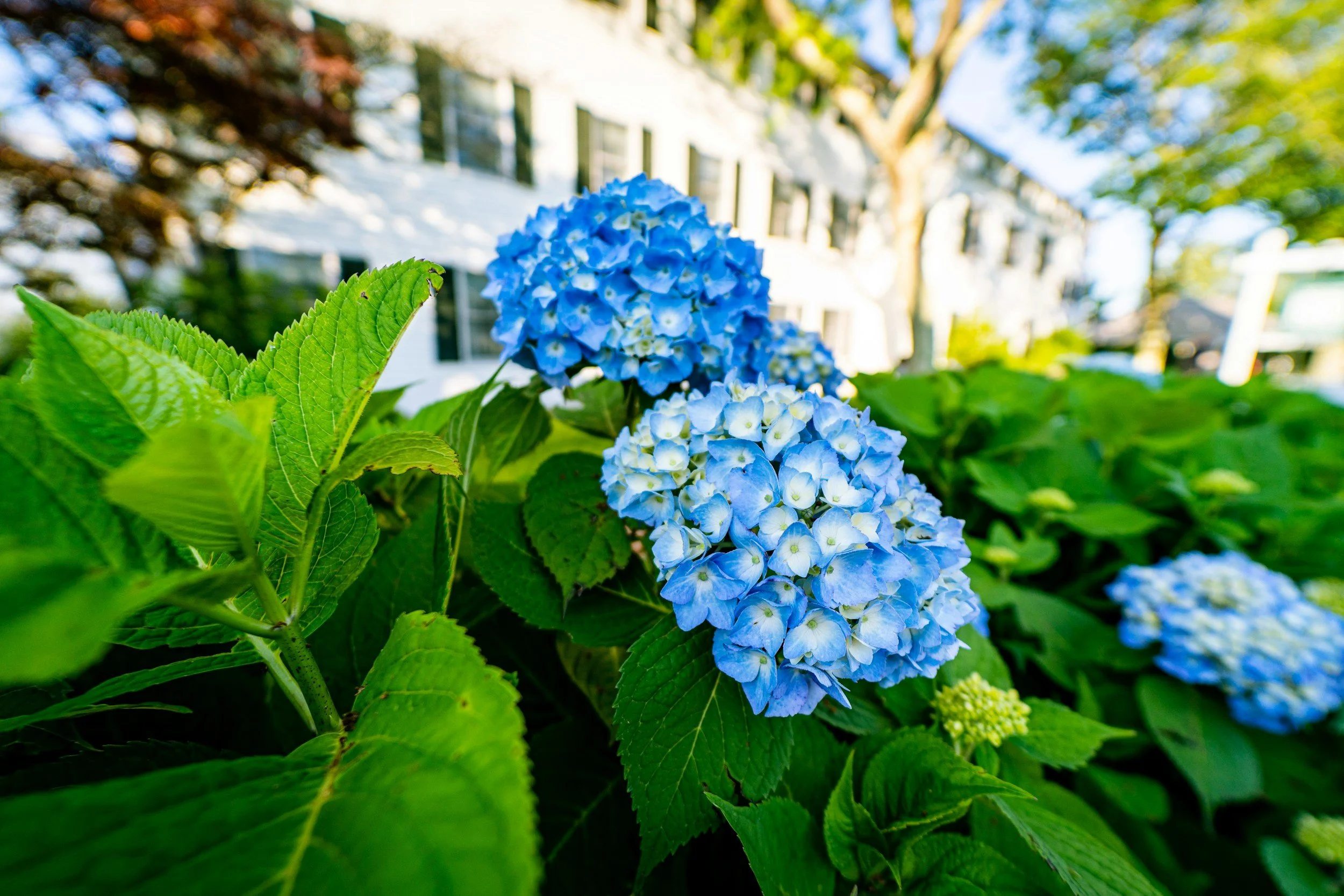 Martha's Vineyard Travel Guide: How to Get There, Where to Stay, Do You Need a Car &amp; the Best Places to Eat