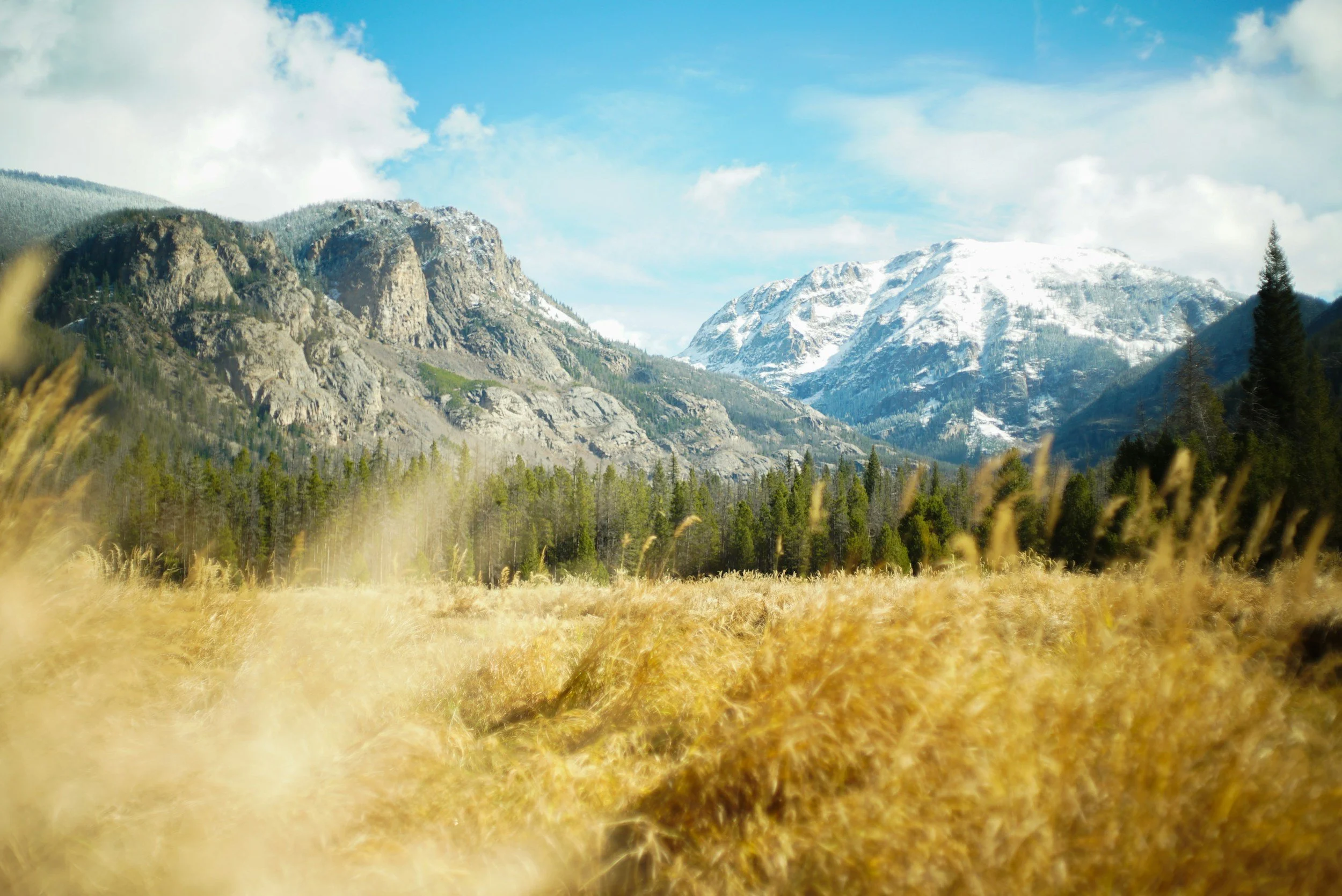 A scenic view of a mountain landscape with snow-capped peaks, green trees, and a field of golden grass in the foreground under a partly cloudy sky.