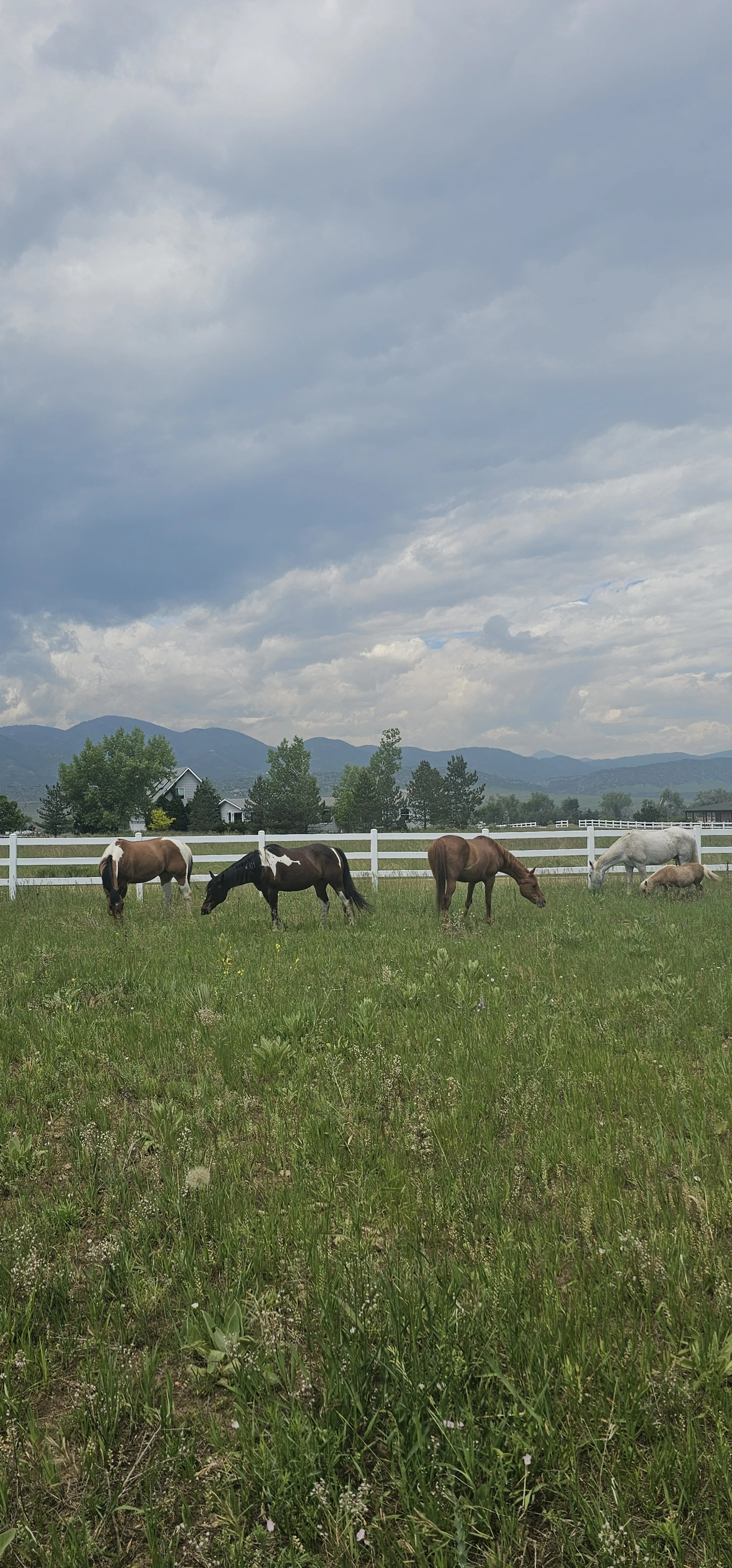 Five horses grazing in a grassy field with mountains in the background and a cloudy sky above.