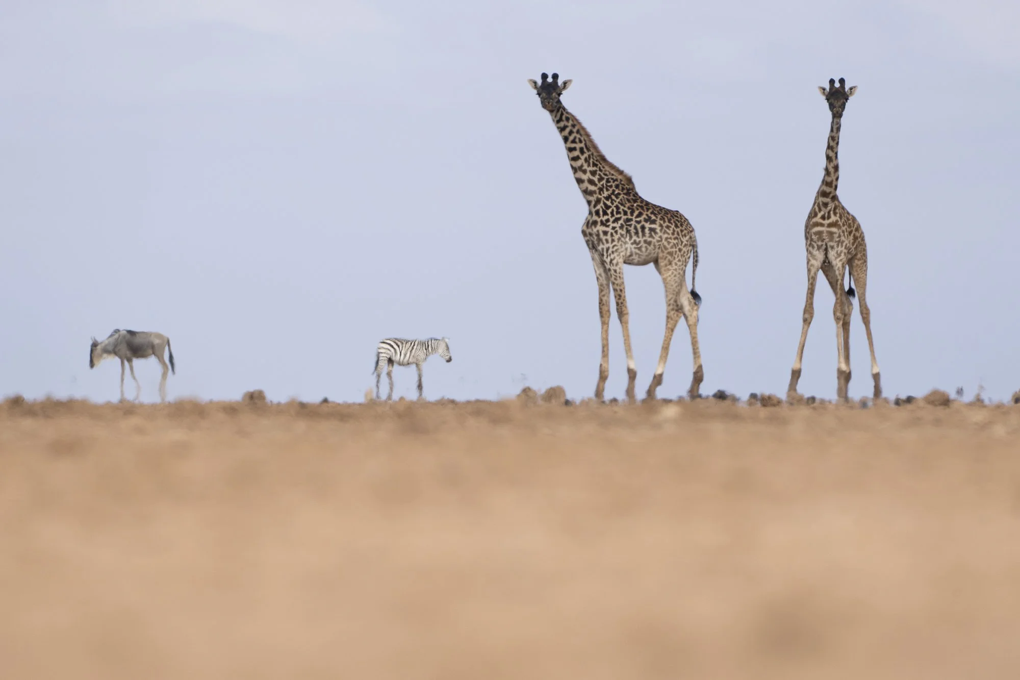 Four animals, two giraffes, a zebra, and a wildebeest, standing on a dry plain with a cloudy sky background.