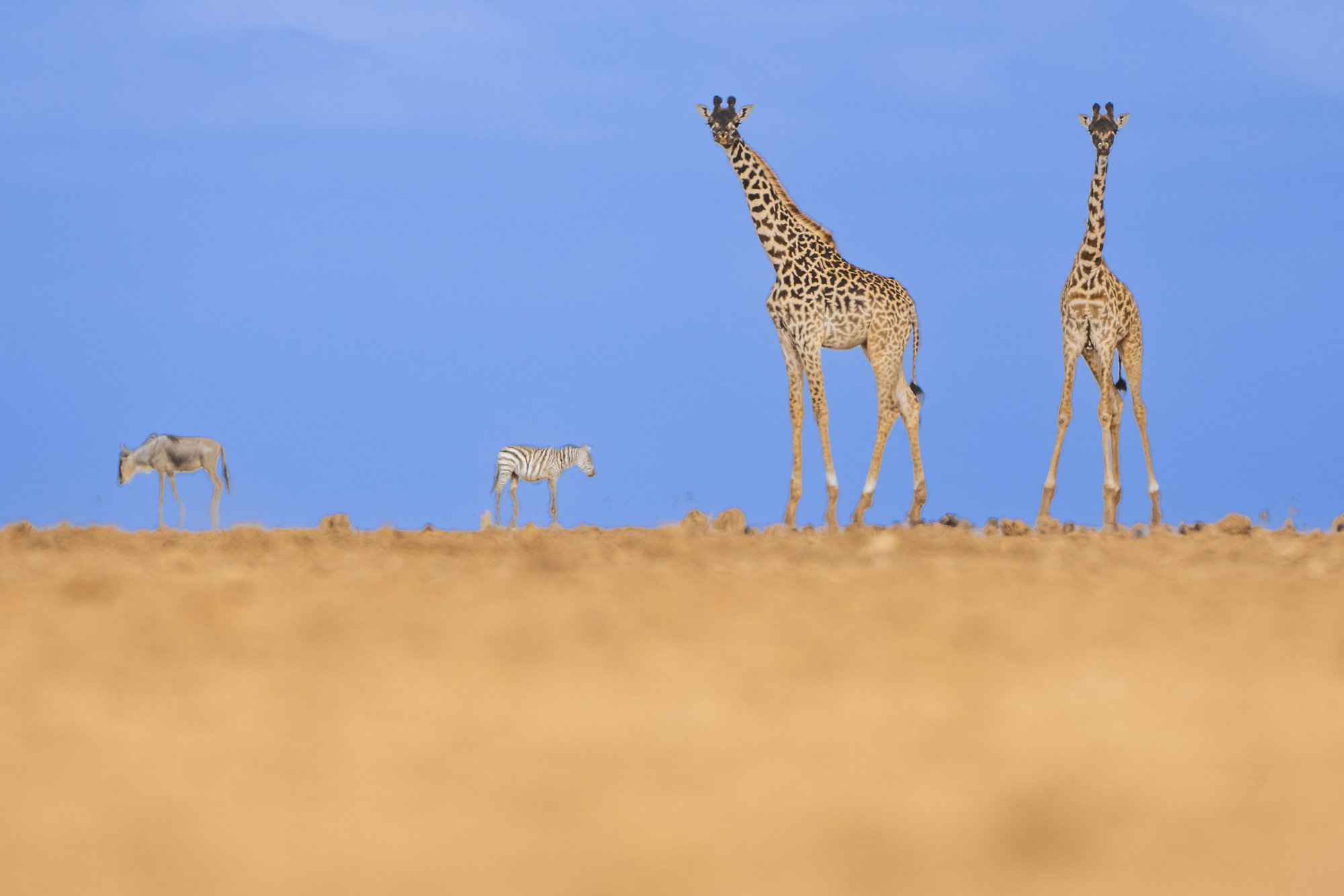 Four giraffes and two zebras walking on a flat terrain under a blue sky.