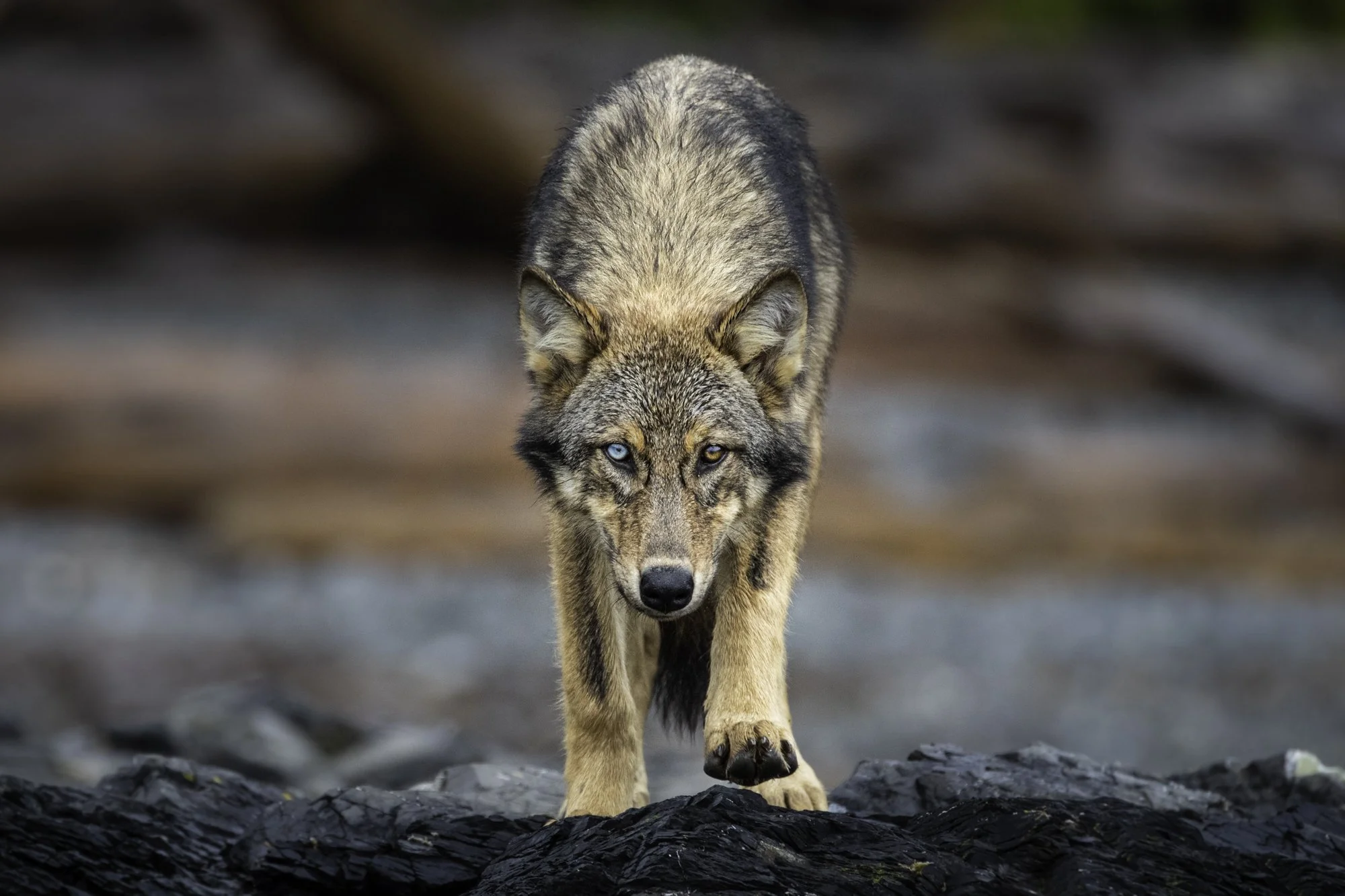 Ryan Tidman // www.ryantidman.com