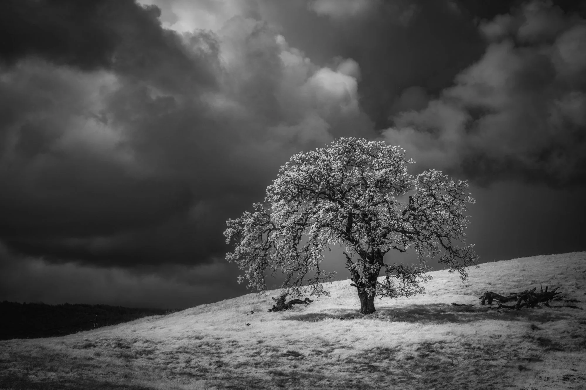 Julia Hallee // www.instagram.com/juliahalleephotography