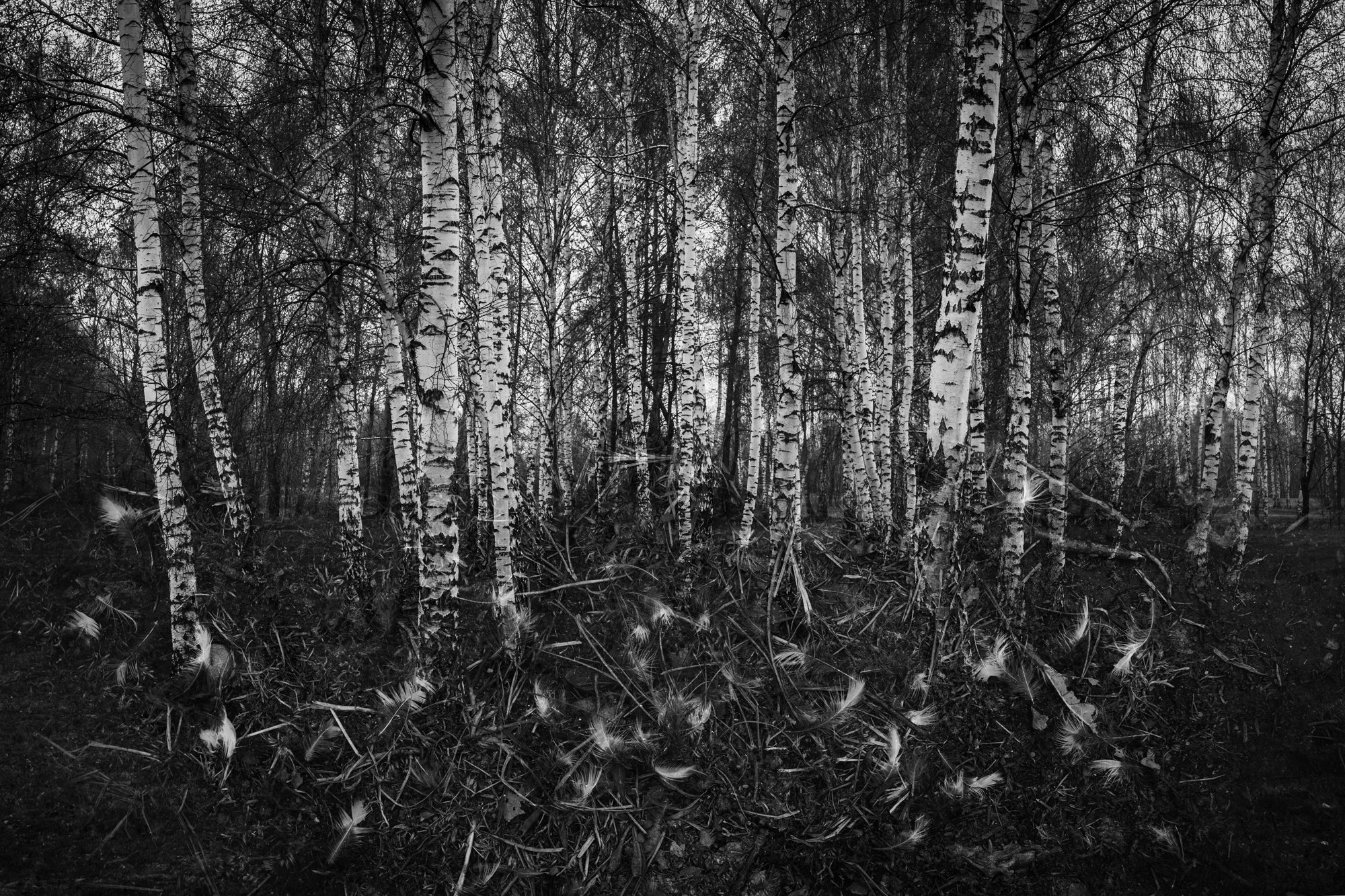 Keron Psillas // www.keronpsillas.com