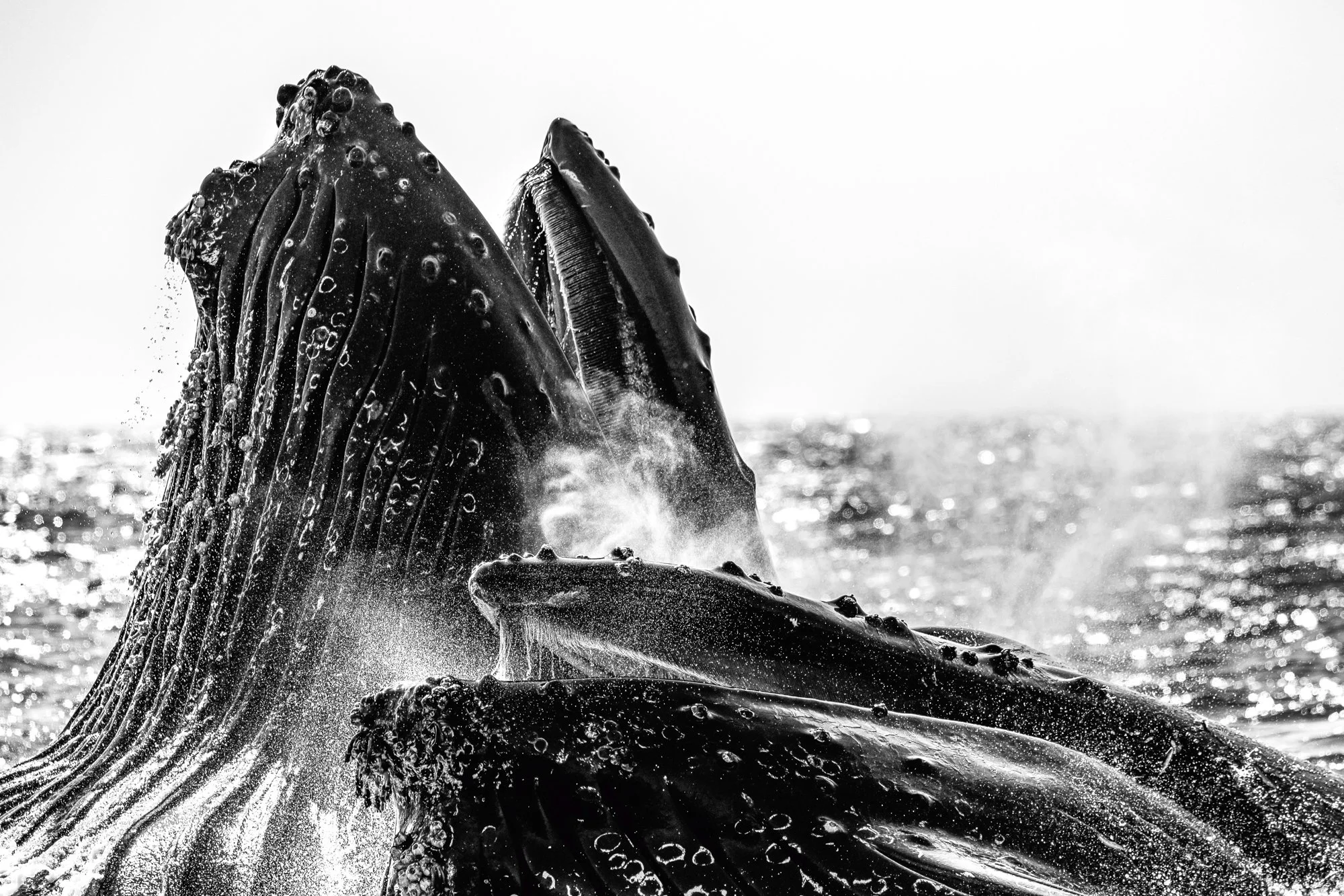 Morgan Quimby // www.instagram.com/morganqphoto