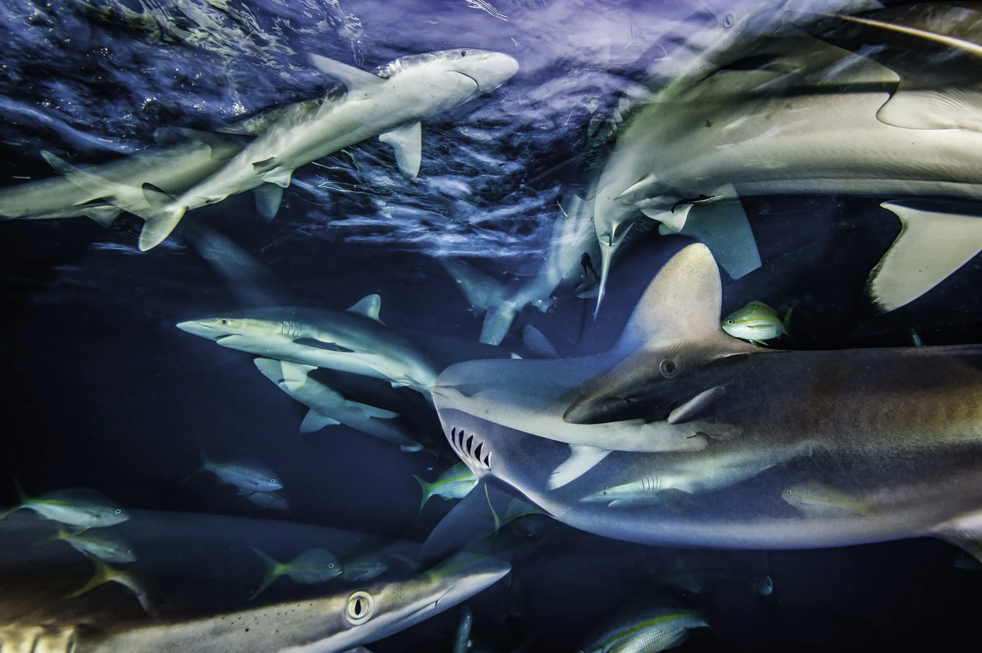 Ralph Pace // www.ralphpace.com