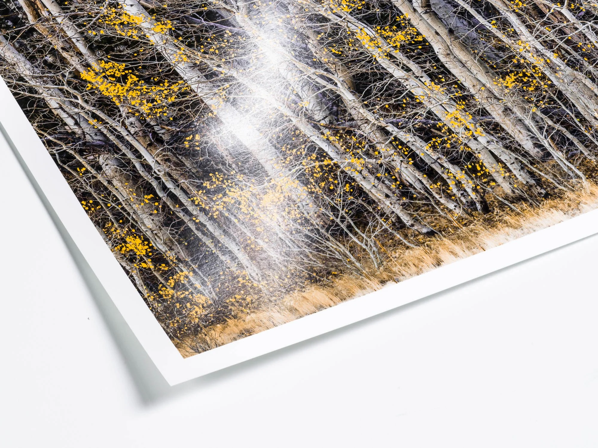 A printed photograph of a forest scene with tall trees having white bark and yellow leaves, set against a dark background. The photograph is on a white surface with the bottom right corner visible.