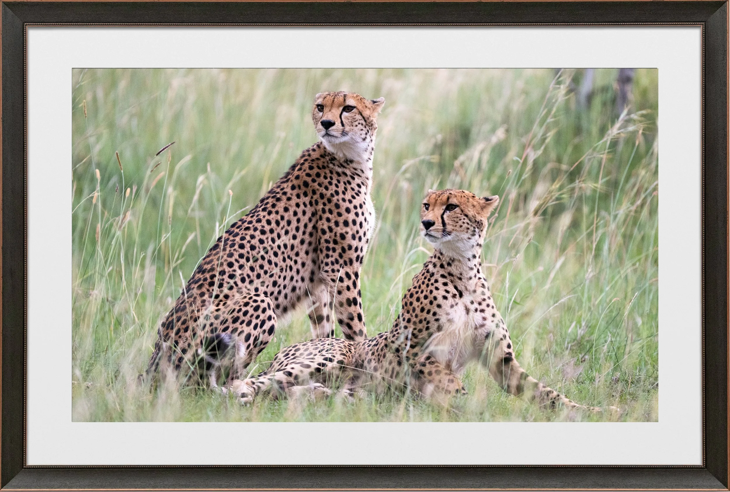 Framed photograph of two cheetahs in tall grass, one sitting and the other lying down.