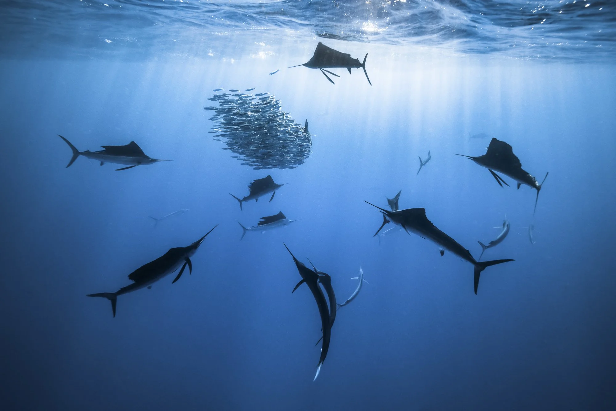 Sailfish swarm a baitball near the surface in the Sea of Cortez in Baja, California. By Amos Nachoum
